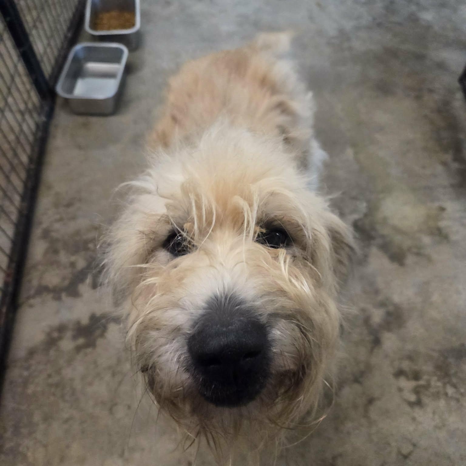 Enlarge Kimber, a Adopted mixed breed in Lancaster, KY image 2/4