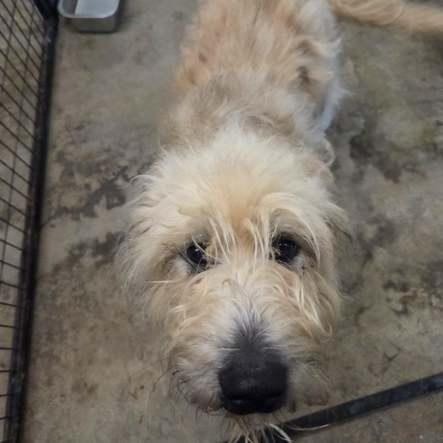 Enlarge Kimber, a Adopted mixed breed in Lancaster, KY image 4/4