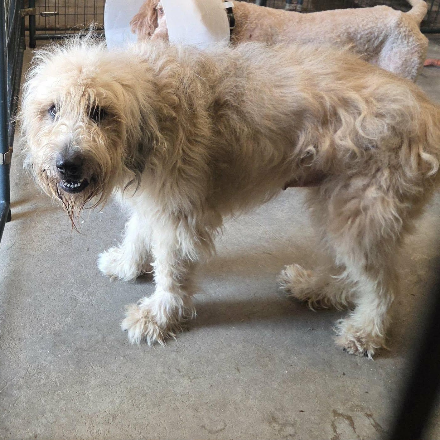 Enlarge Kimber, a Adopted mixed breed in Lancaster, KY image 1/4
