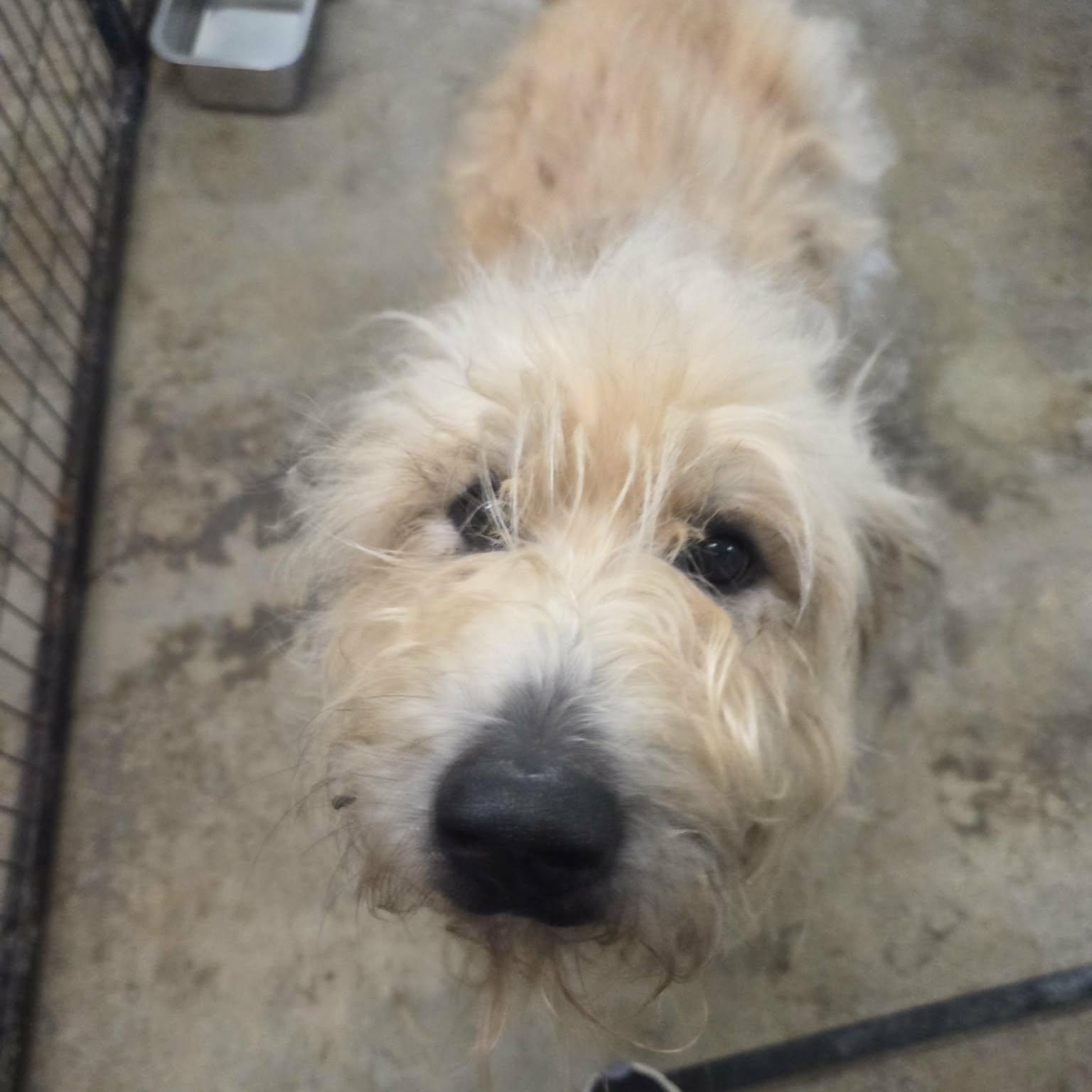 Enlarge Kimber, a Adopted mixed breed in Lancaster, KY image 3/4