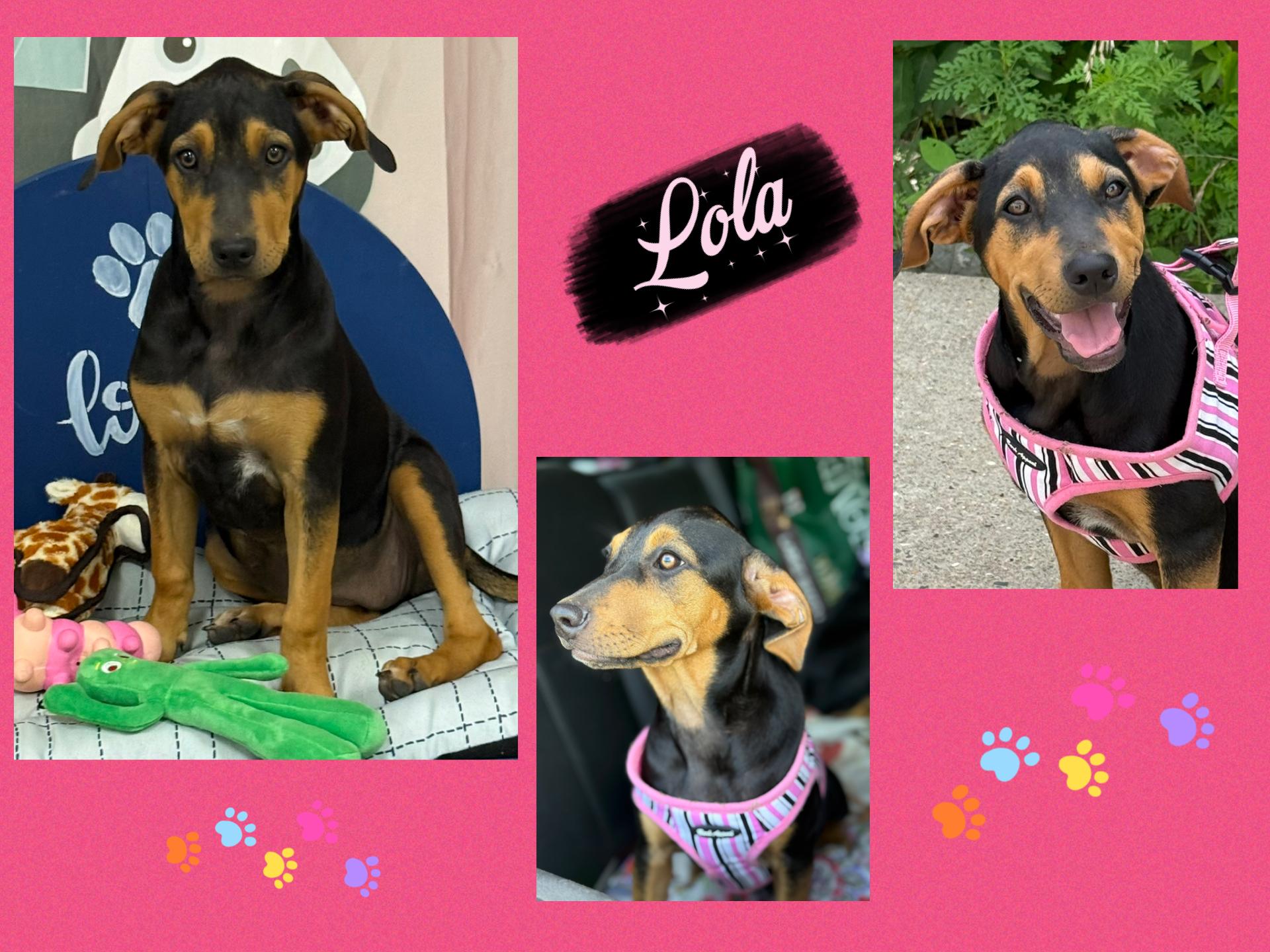 Enlarge Lola, a Adoptable mixed breed in Cumberland, RI image 3/3