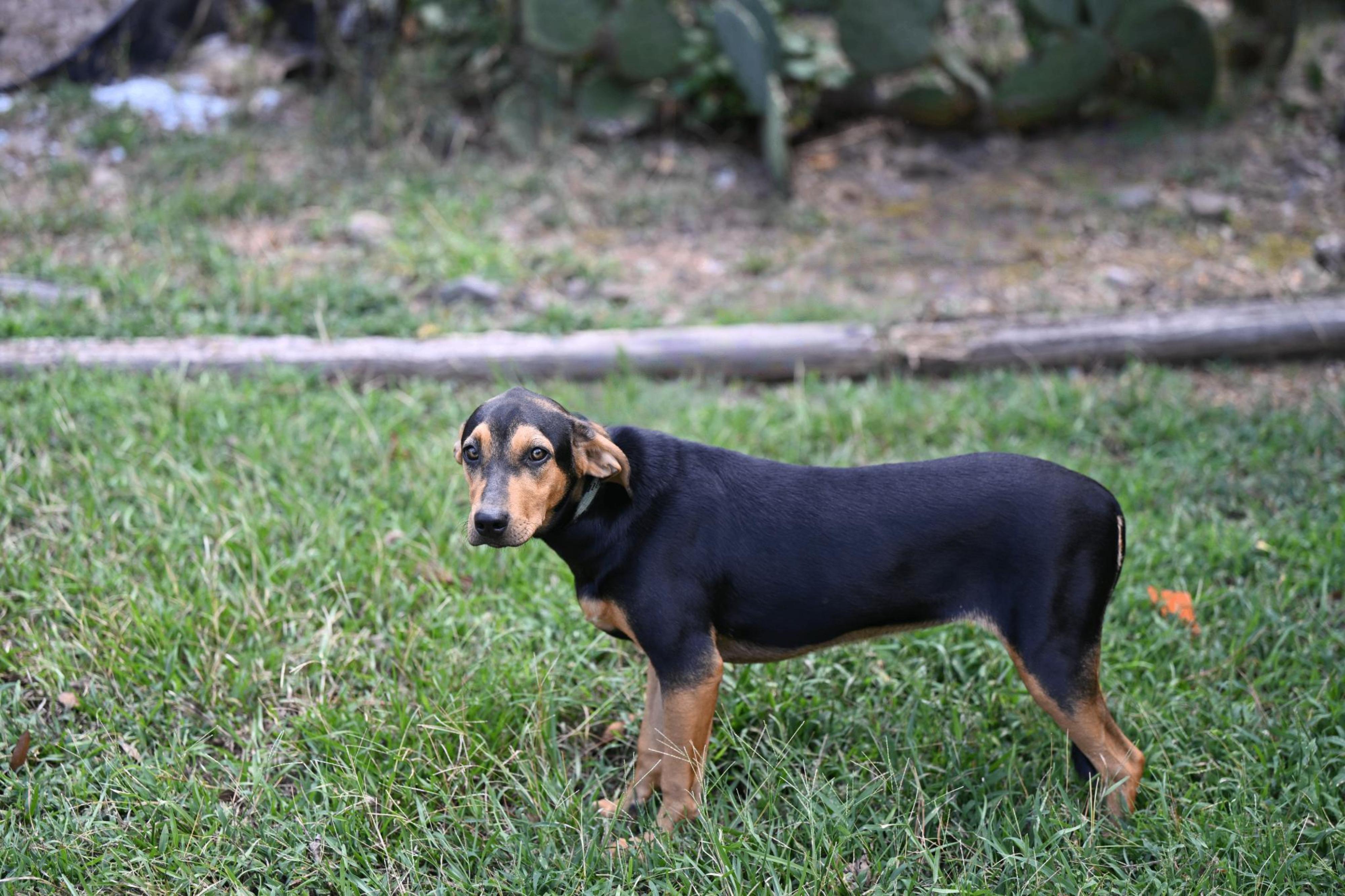 Enlarge Lola, a Adoptable mixed breed in Cumberland, RI image 2/3