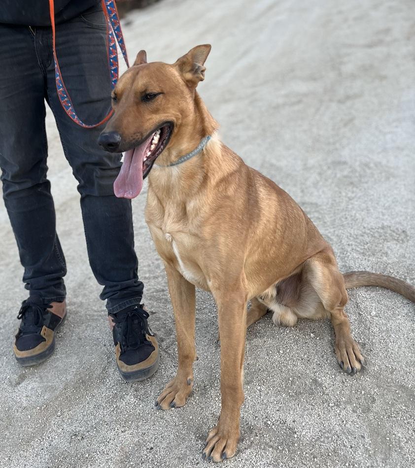 Dingo