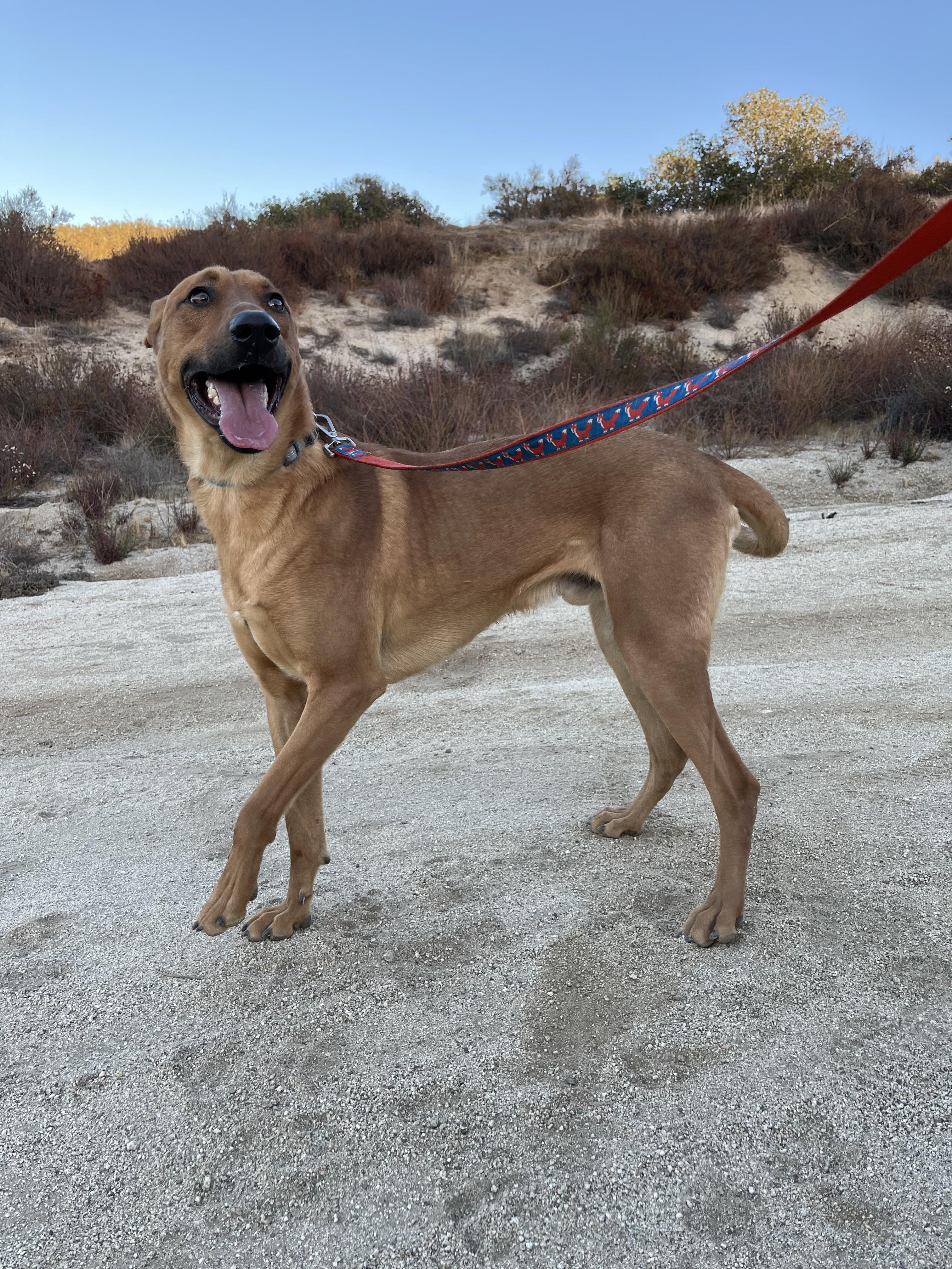 Dingo 2