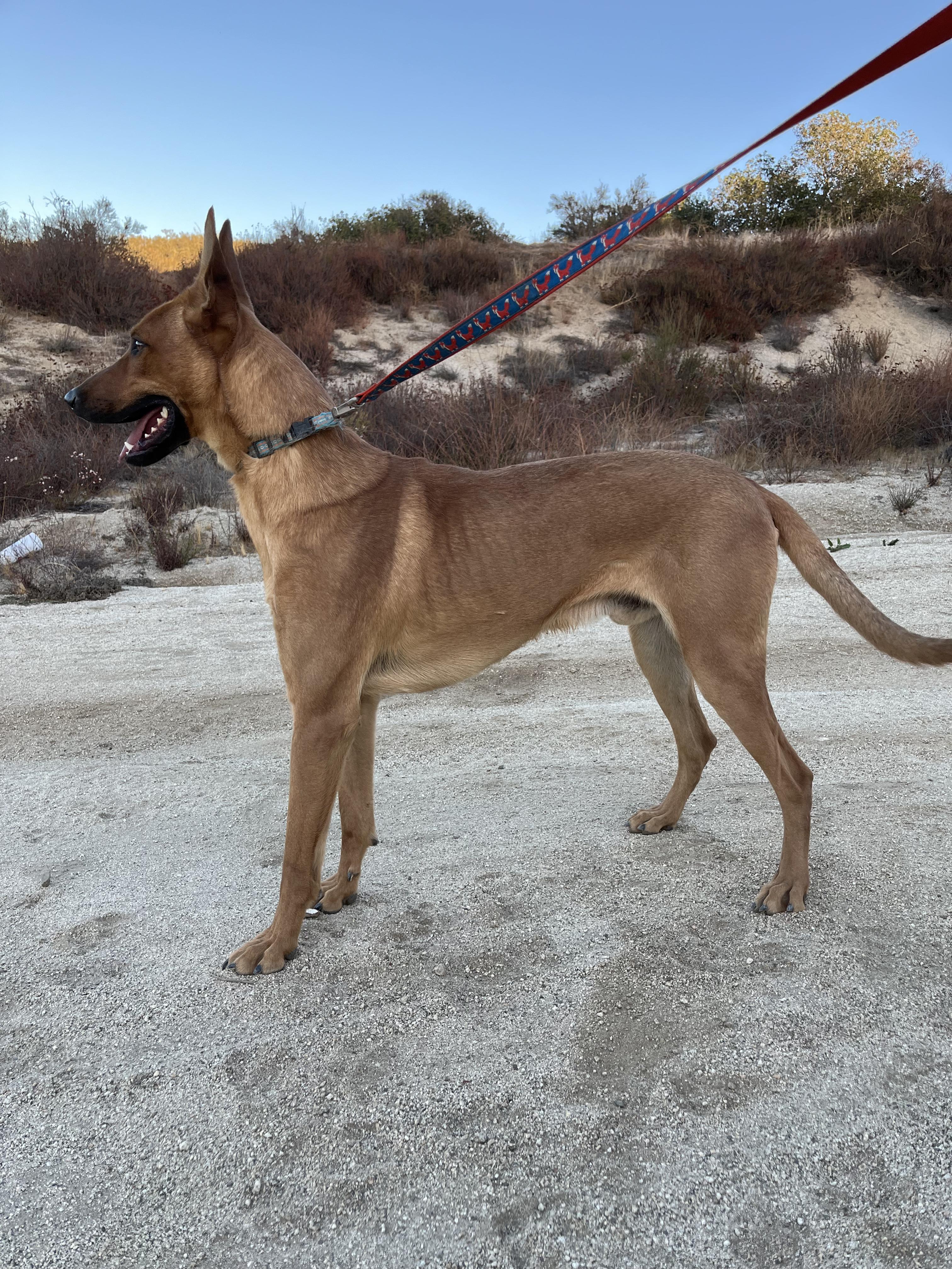 Dingo 3
