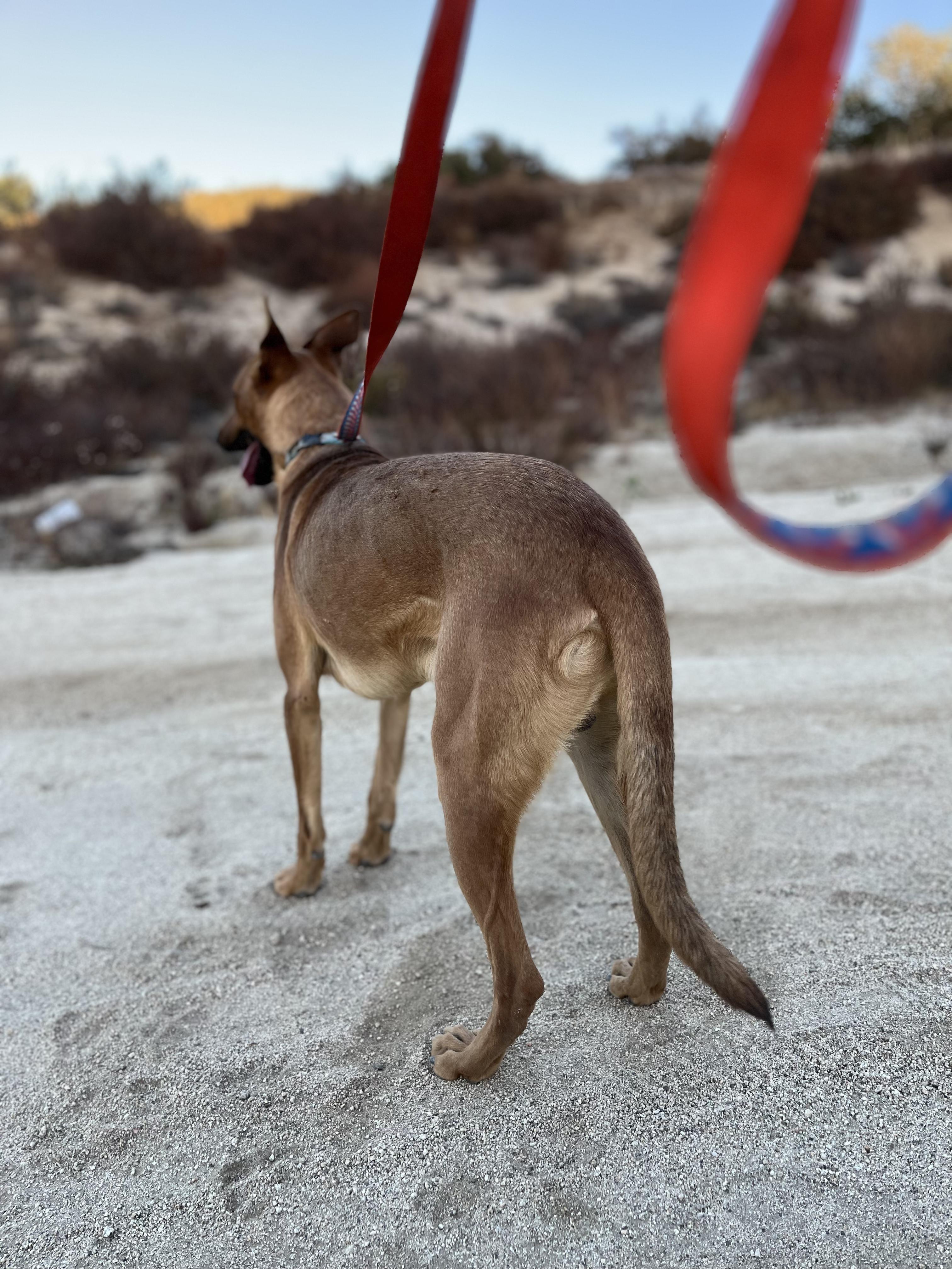 Dingo 4