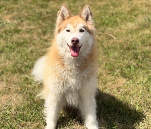MIGHTY, Adoptable, Adult Male Husky.