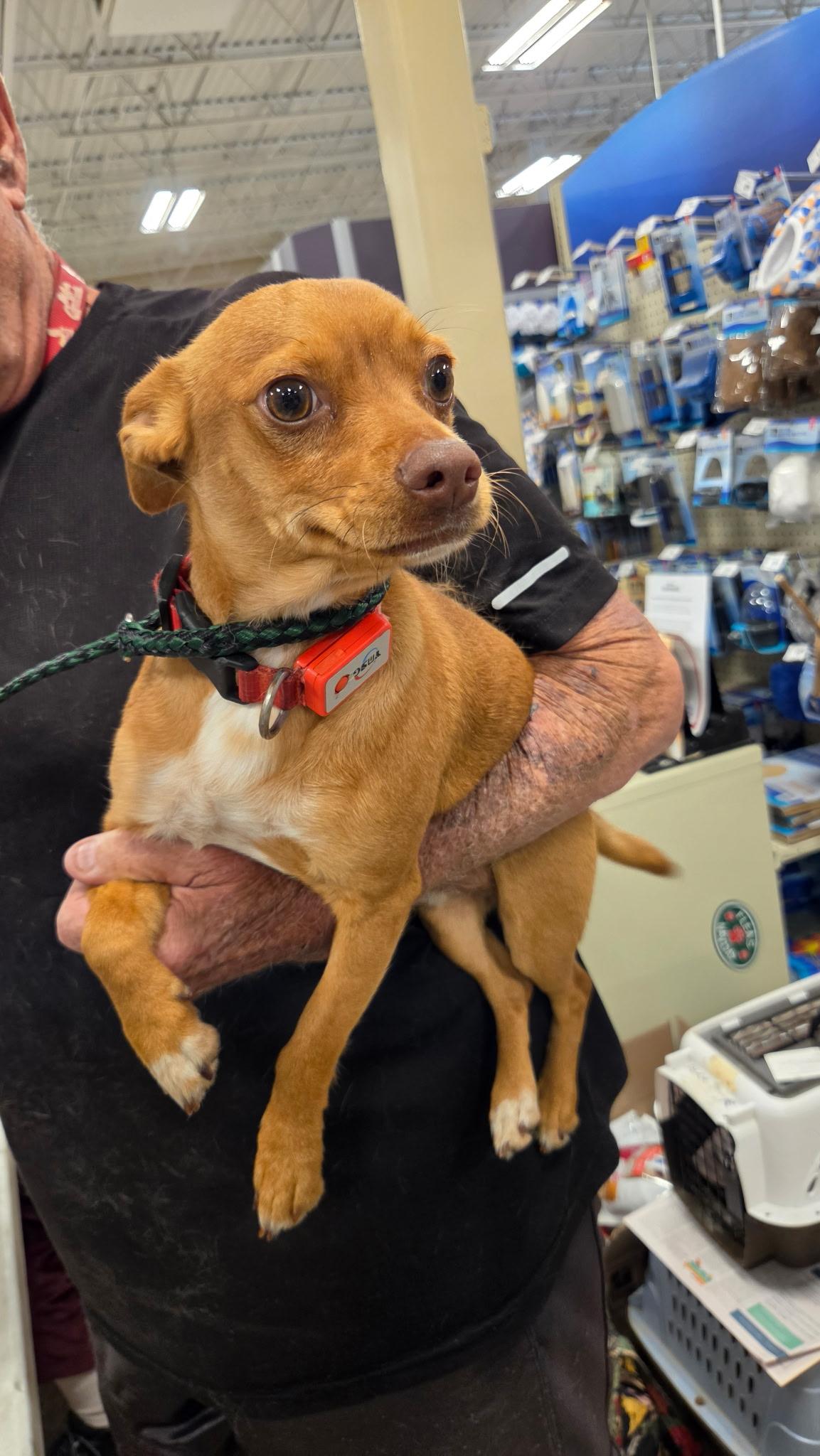 joey, a ADOPTABLE mixed breed in Lonedell, MO image 2/2