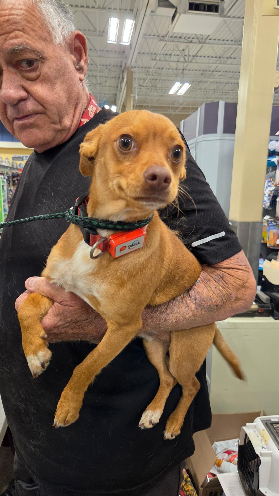 joey, ADOPTABLE, Young Male Chihuahua & Dachshund.