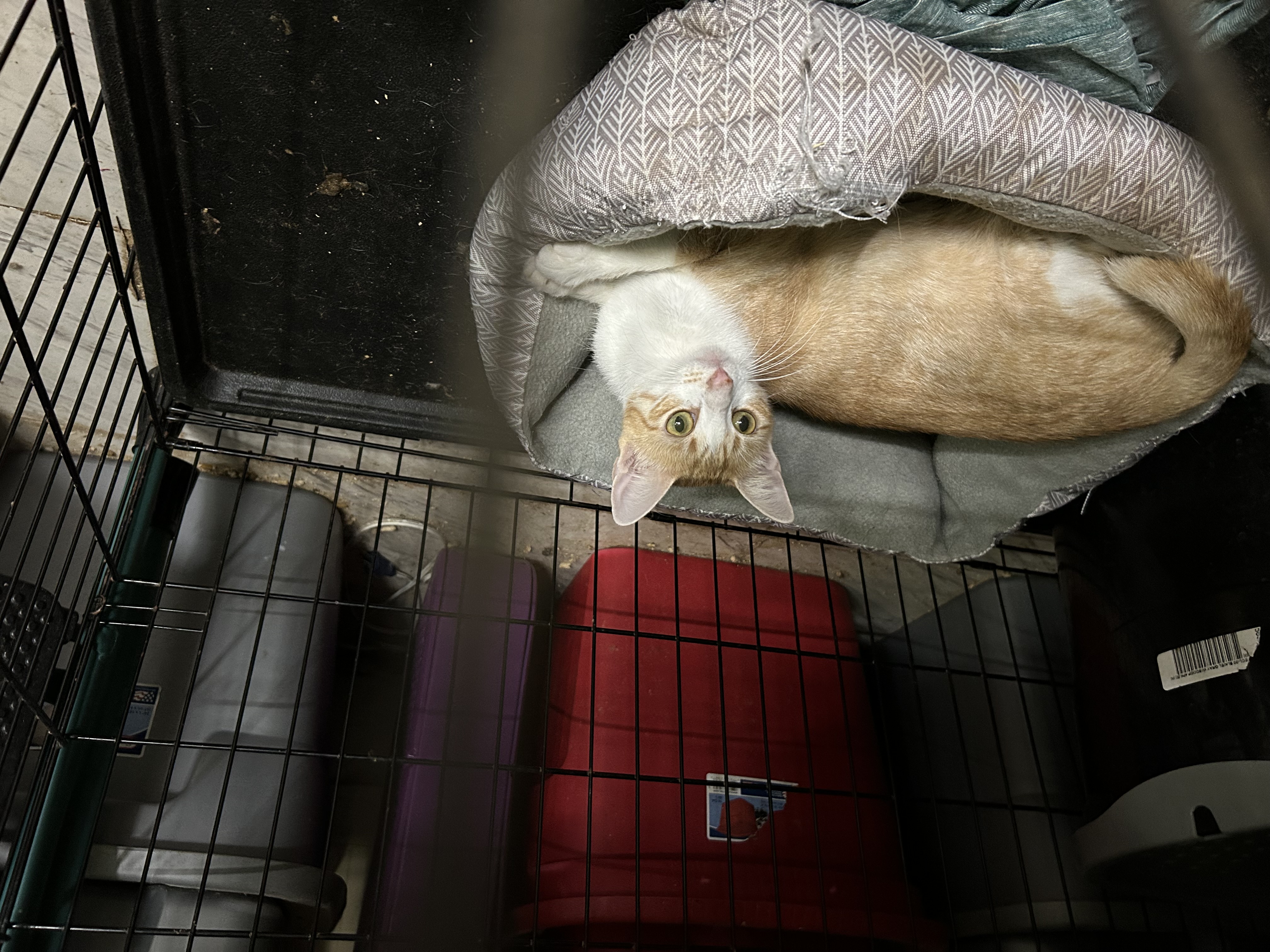 Enlarge Iris, a Adoptable mixed breed in New Orleans, LA image 1/3