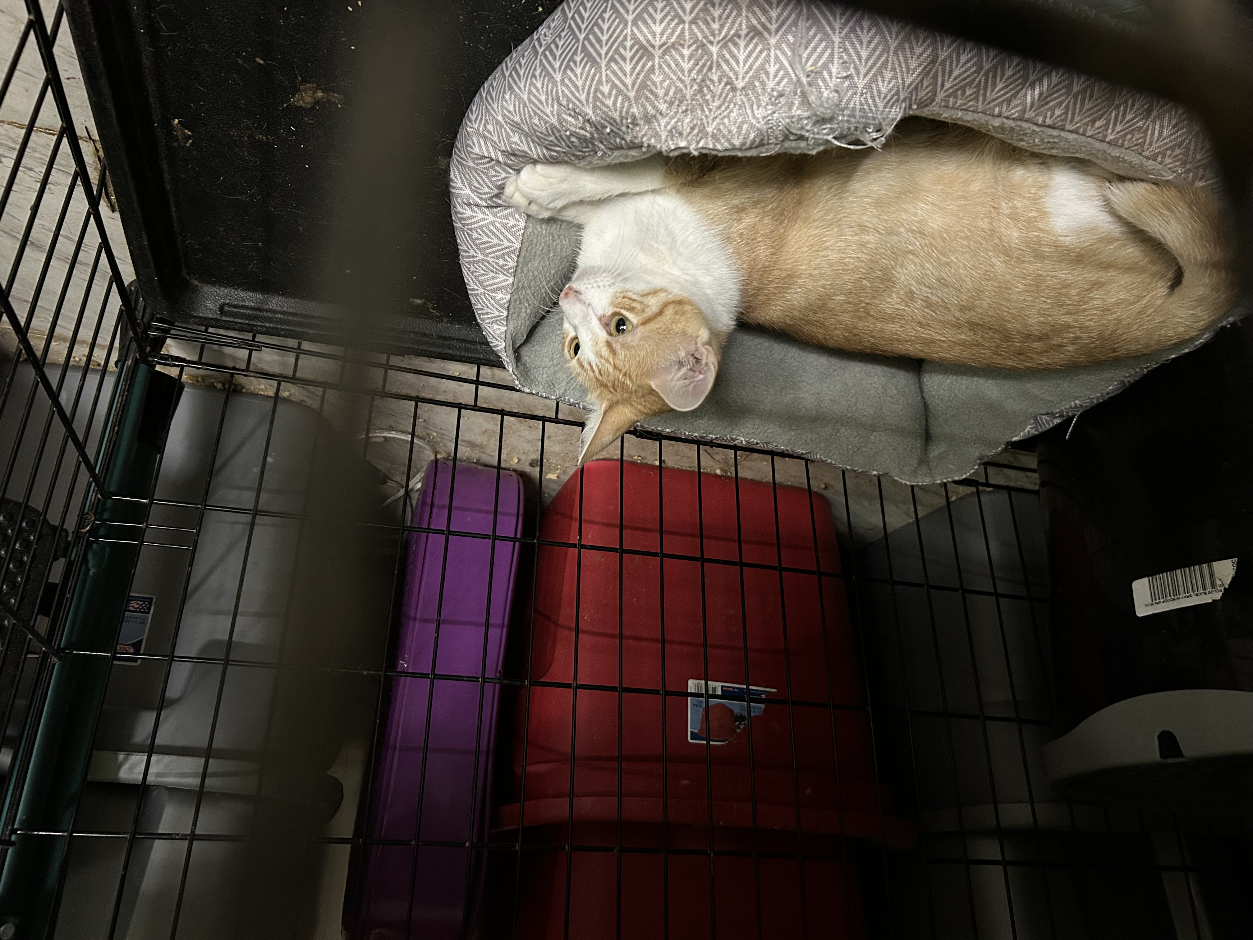 Enlarge Iris, a Adoptable mixed breed in New Orleans, LA image 2/3