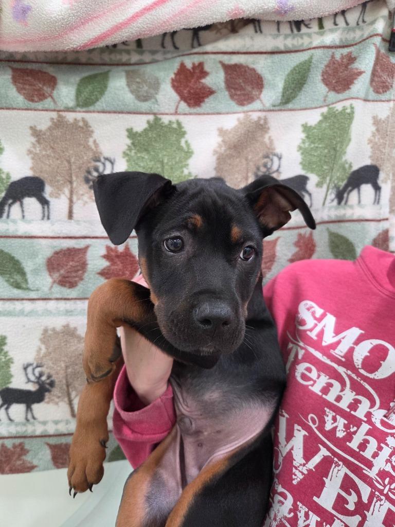 Enlarge Smith, a Adoptable mixed breed in Brookings, OR image 1/1