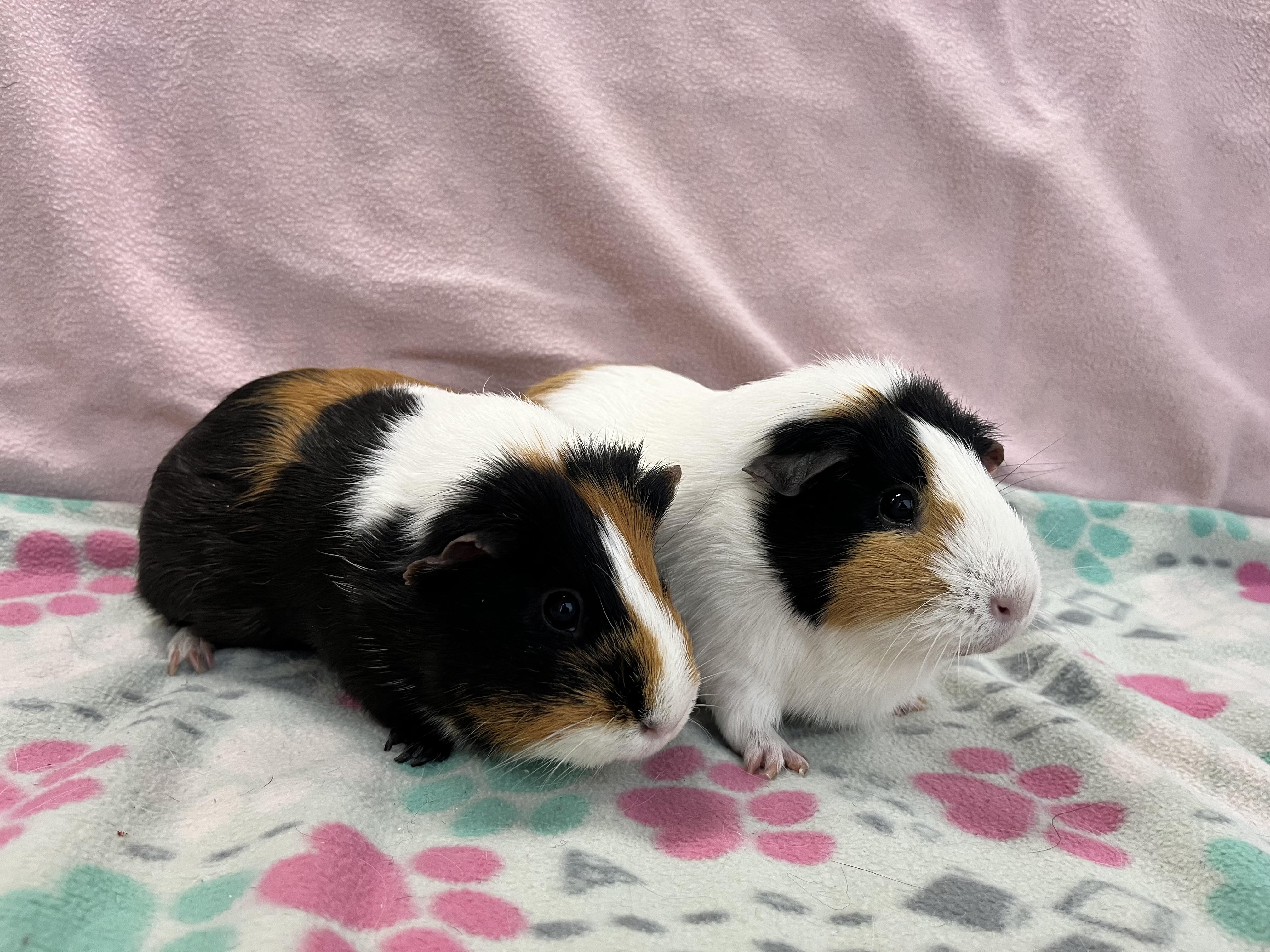 Drizella & Anastasia, ADOPTABLE, Adult Female Guinea Pig.
