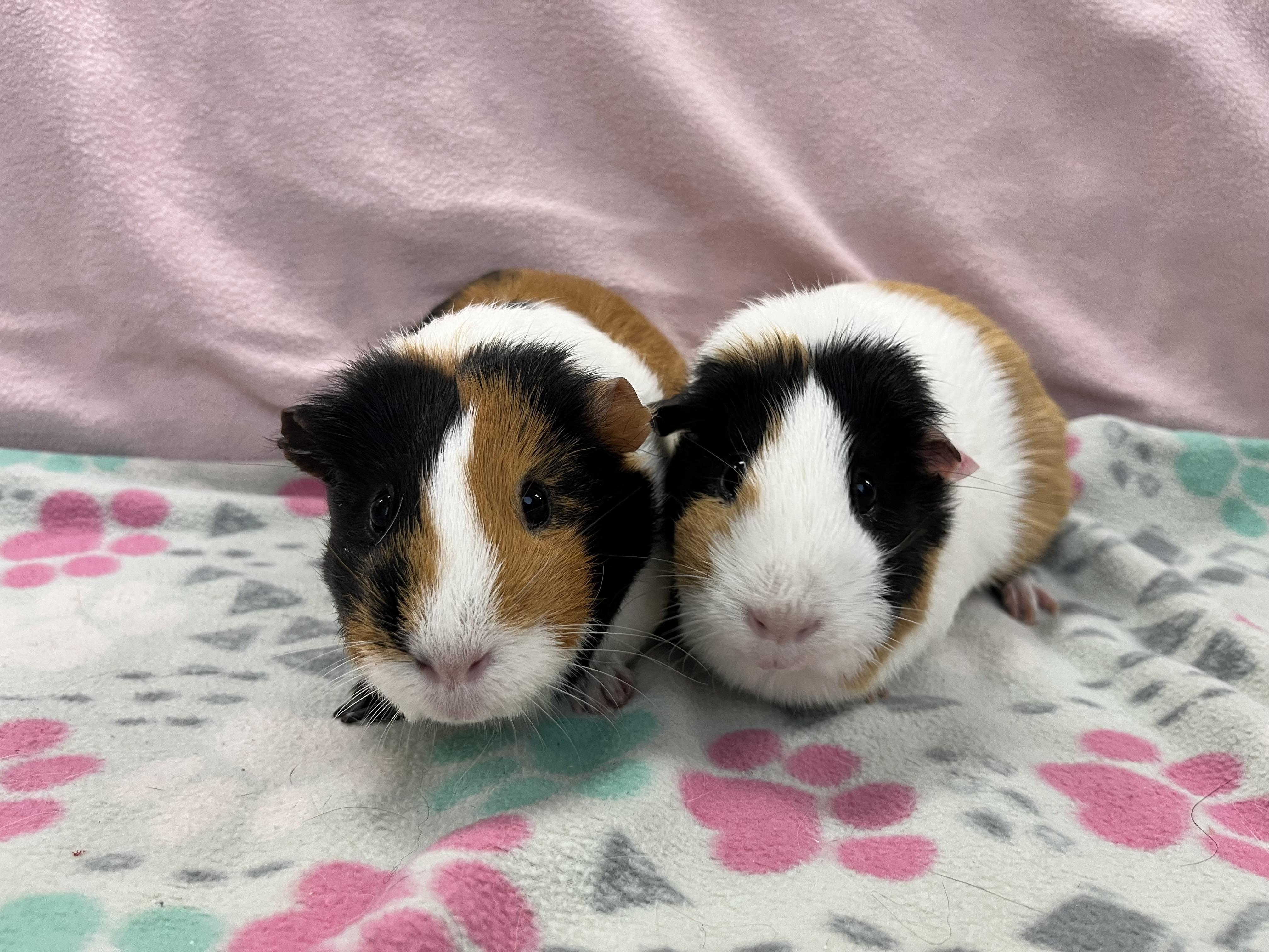 Enlarge Drizella & Anastasia, a ADOPTABLE Guinea Pig in Appleton, WI image 2/2