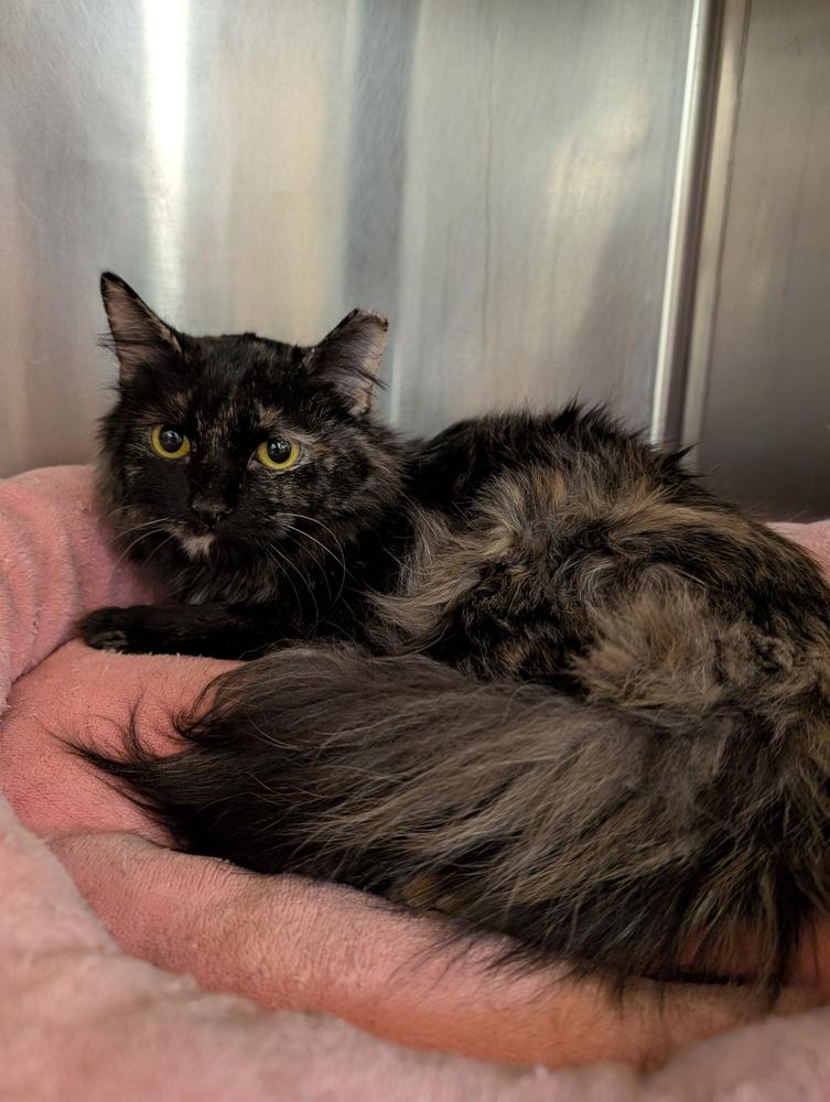 Eloise, Adoptable, Young Female Domestic Long Hair.