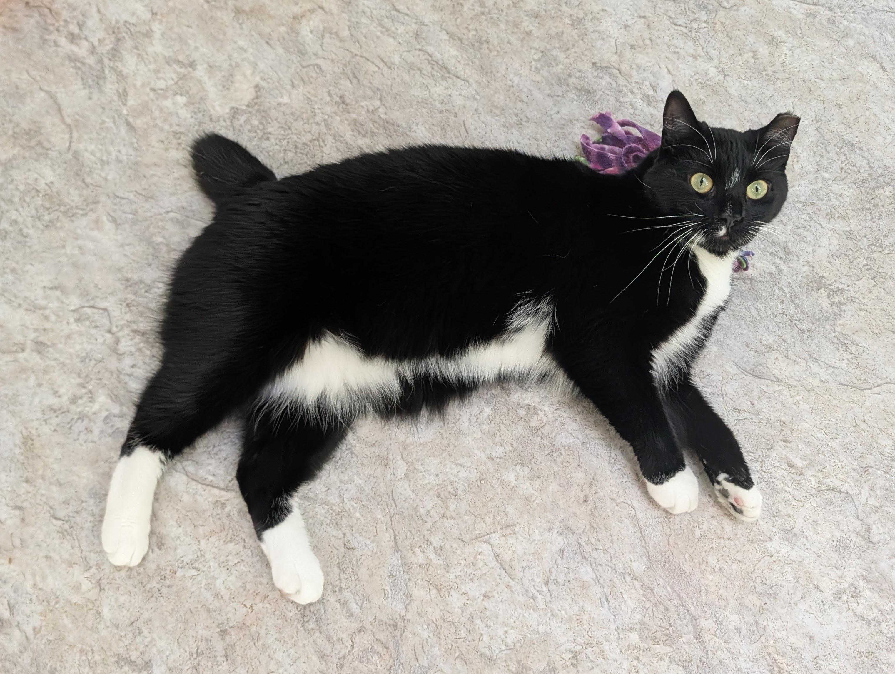 Enlarge Billy Bob, a Adoptable Domestic Short Hair in Waynesville, NC image 2/6
