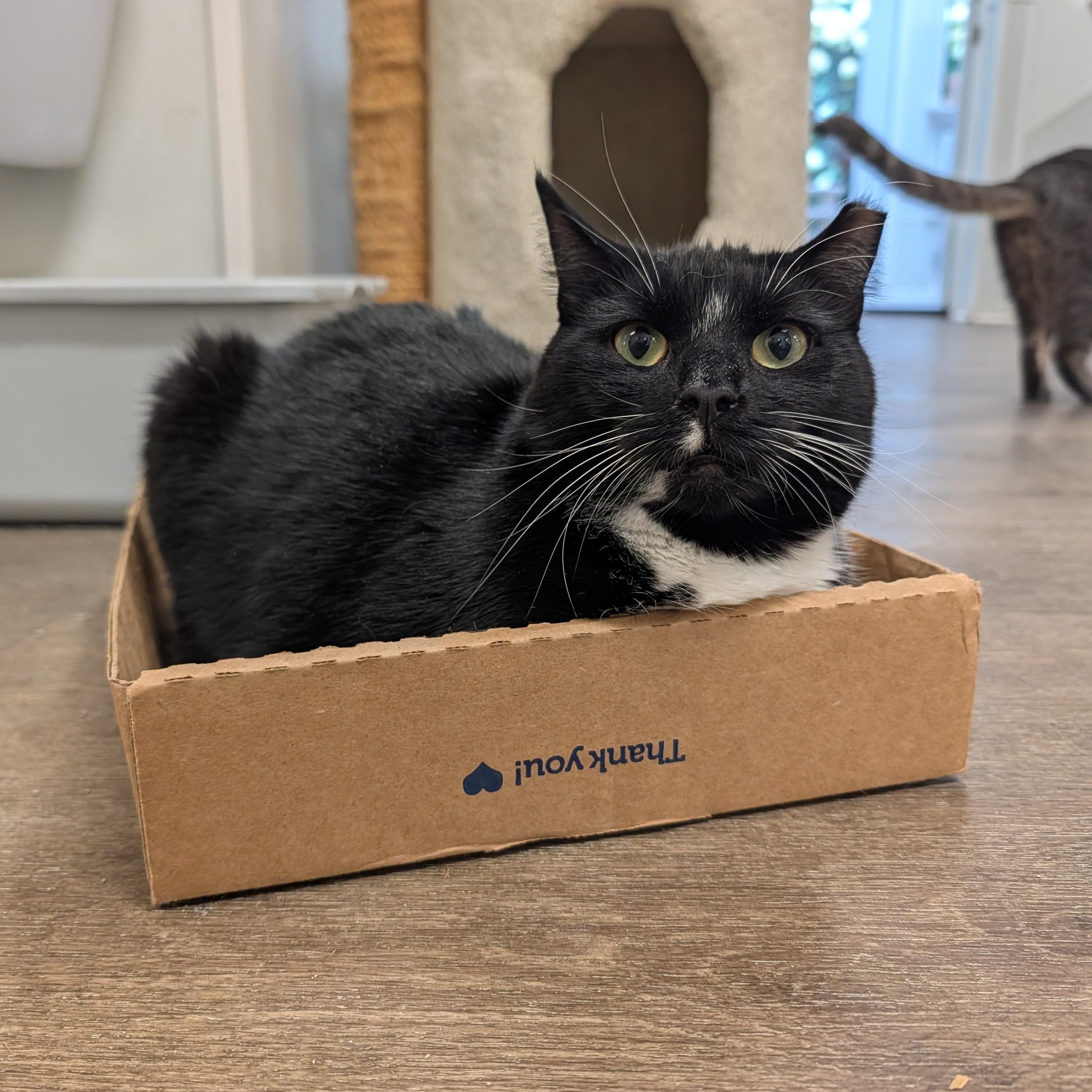Enlarge Billy Bob, a Adoptable Domestic Short Hair in Waynesville, NC image 3/6