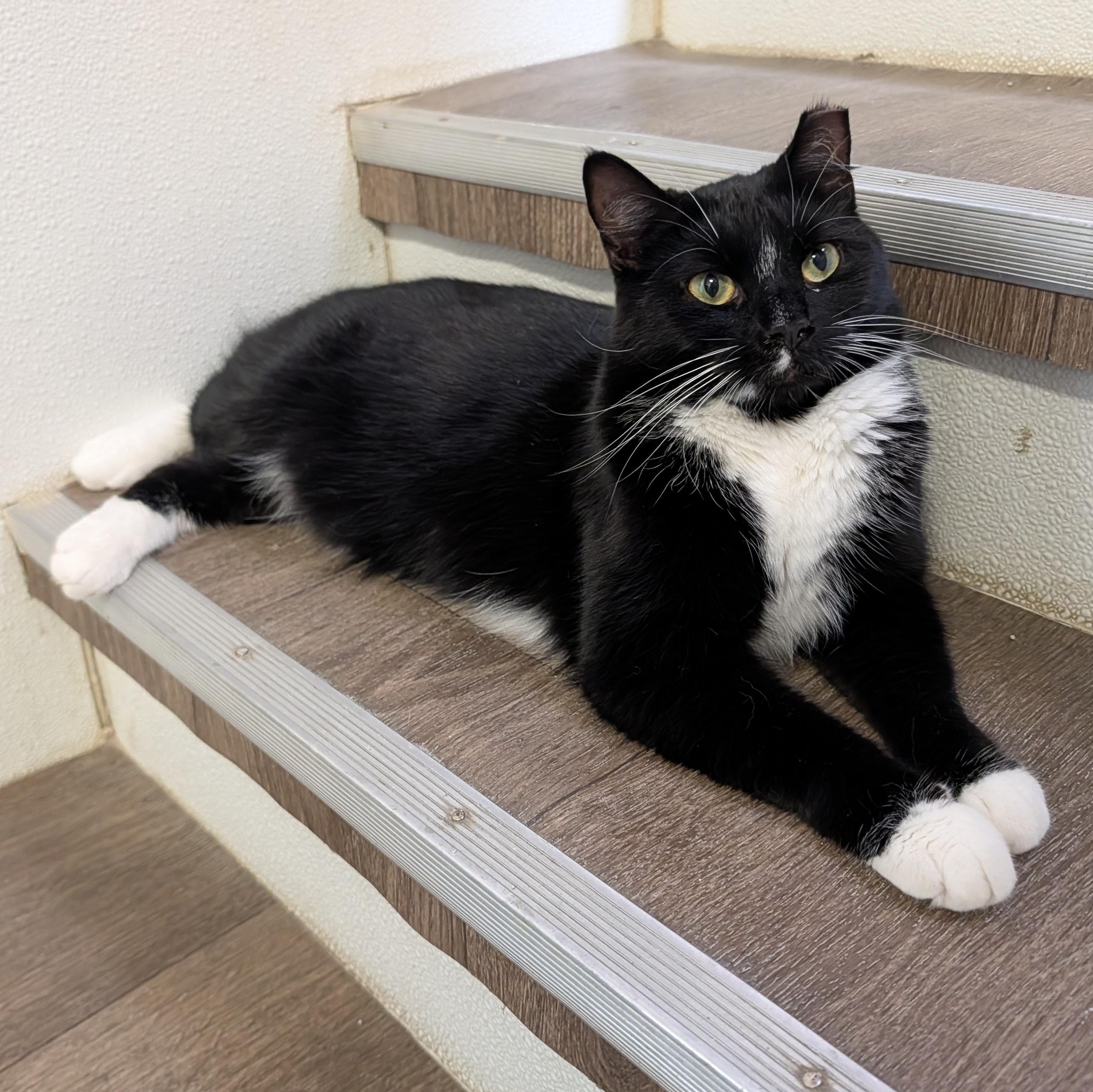 Enlarge Billy Bob, a Adoptable Domestic Short Hair in Waynesville, NC image 4/6