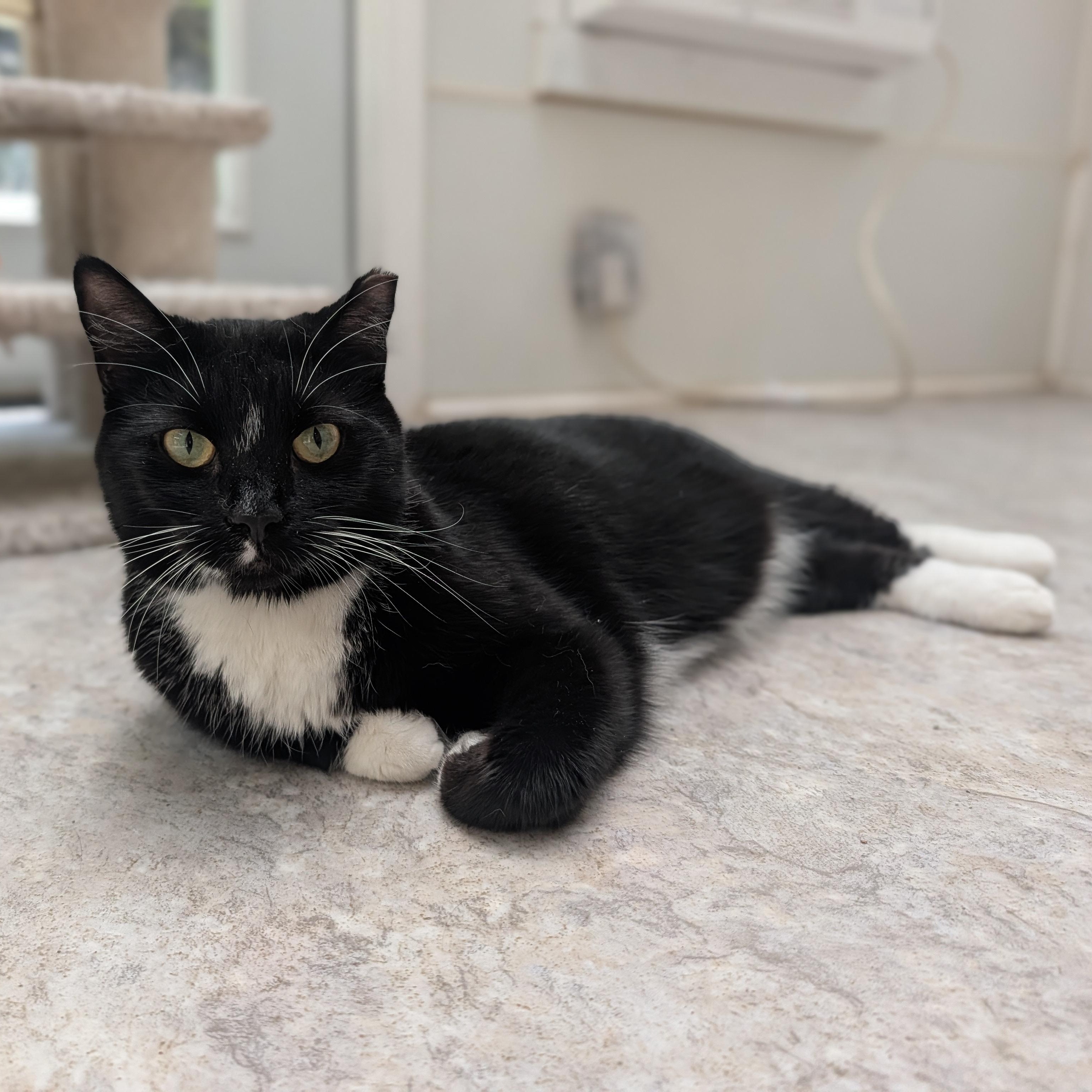 Enlarge Billy Bob, a Adoptable Domestic Short Hair in Waynesville, NC image 6/6