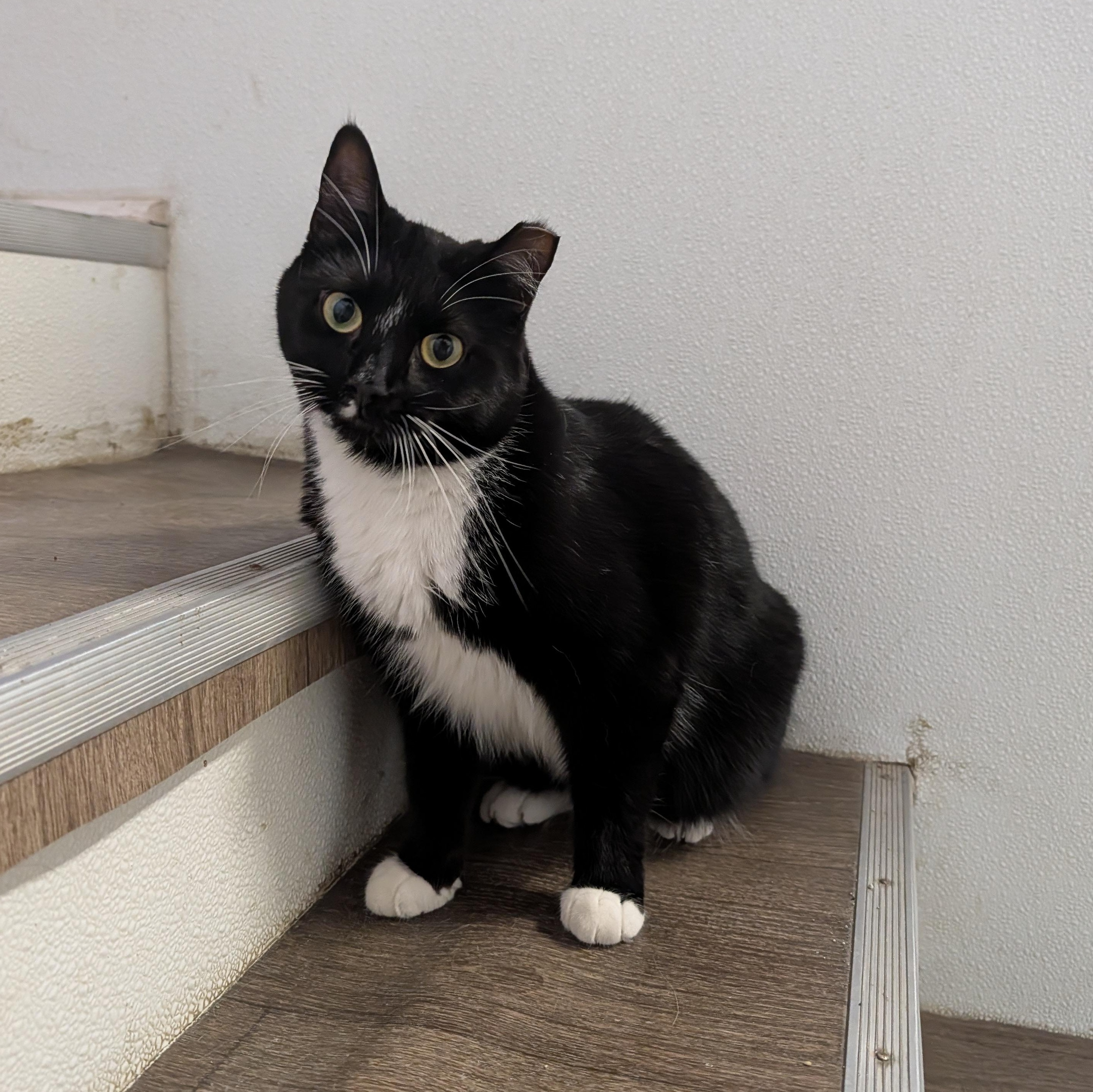 Enlarge Billy Bob, a Adoptable Domestic Short Hair in Waynesville, NC image 1/6