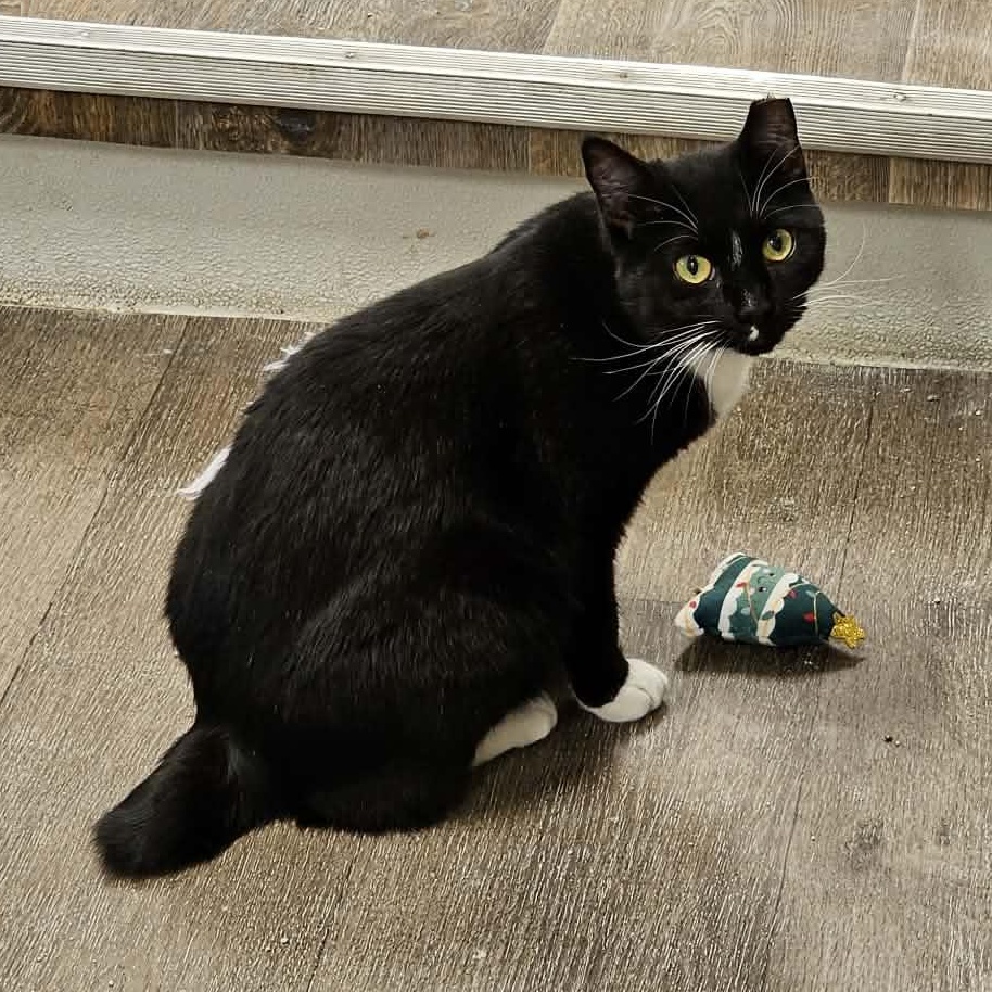 Enlarge Billy Bob, a Adoptable Domestic Short Hair in Waynesville, NC image 5/6