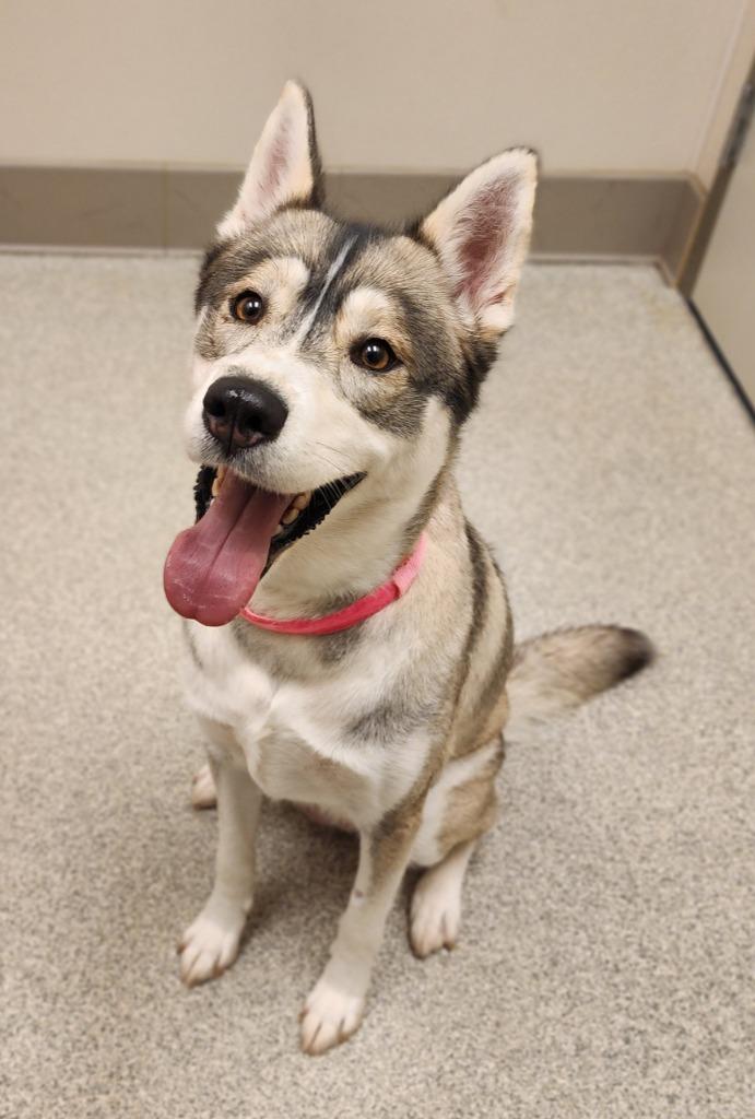 Enlarge Gracie, a Adoptable Husky in Superior, WI image 1/1