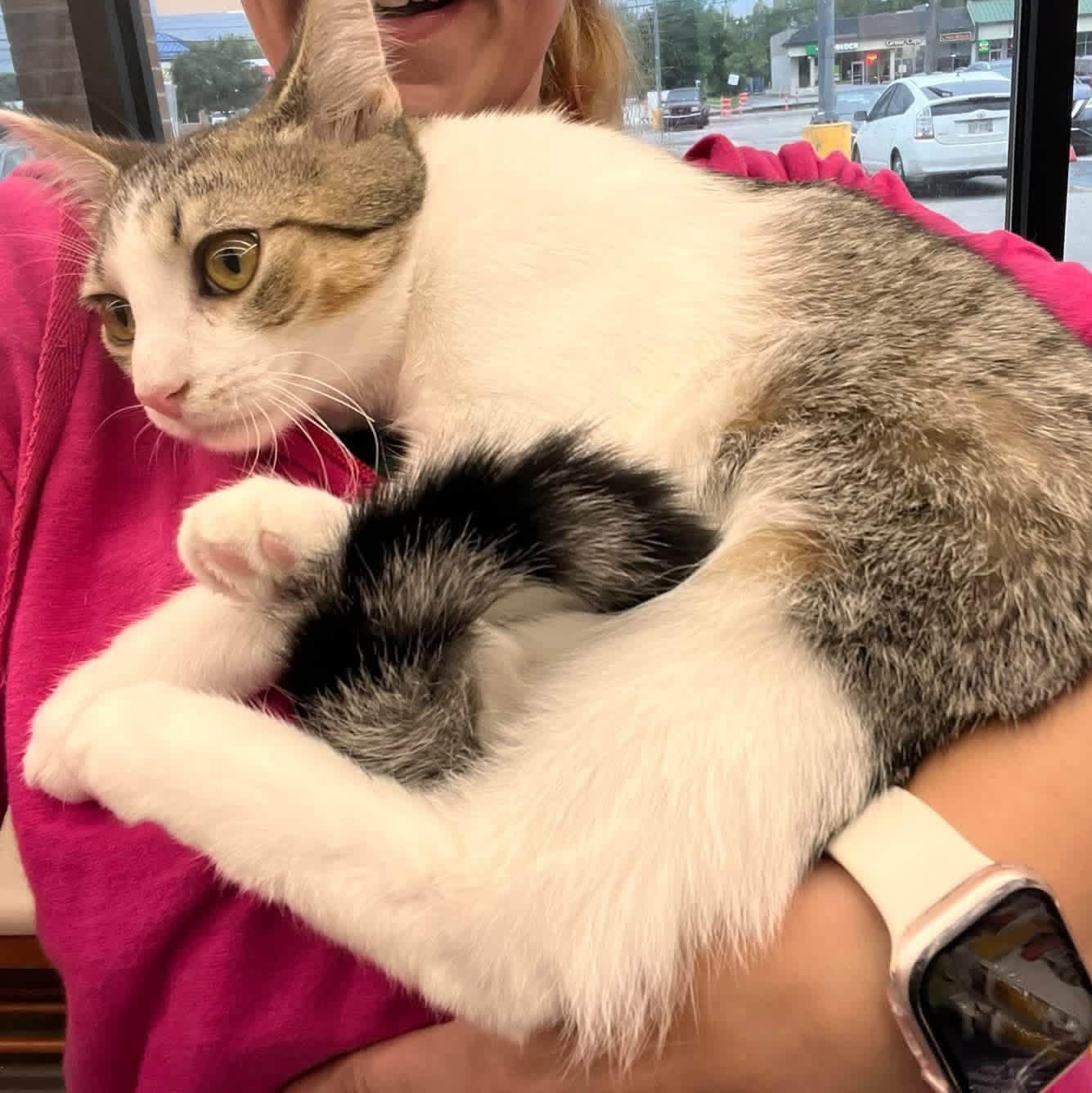 Enlarge Gabriel, a Adopted Domestic Short Hair in Cleveland, OH image 3/3