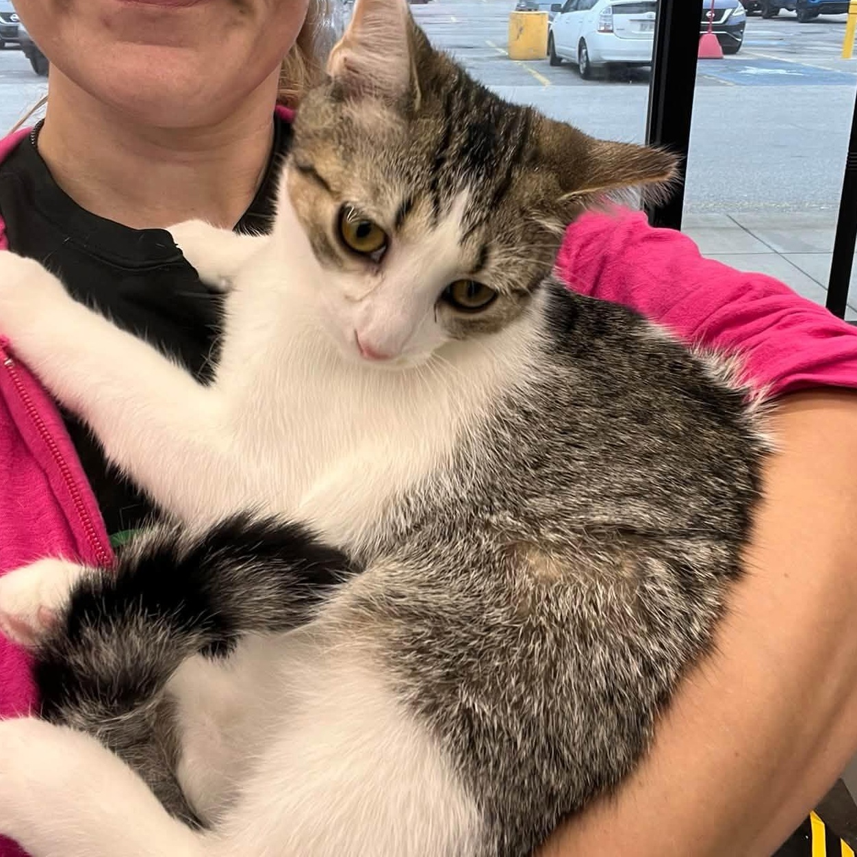Enlarge Gabriel, a Adopted Domestic Short Hair in Cleveland, OH image 2/3