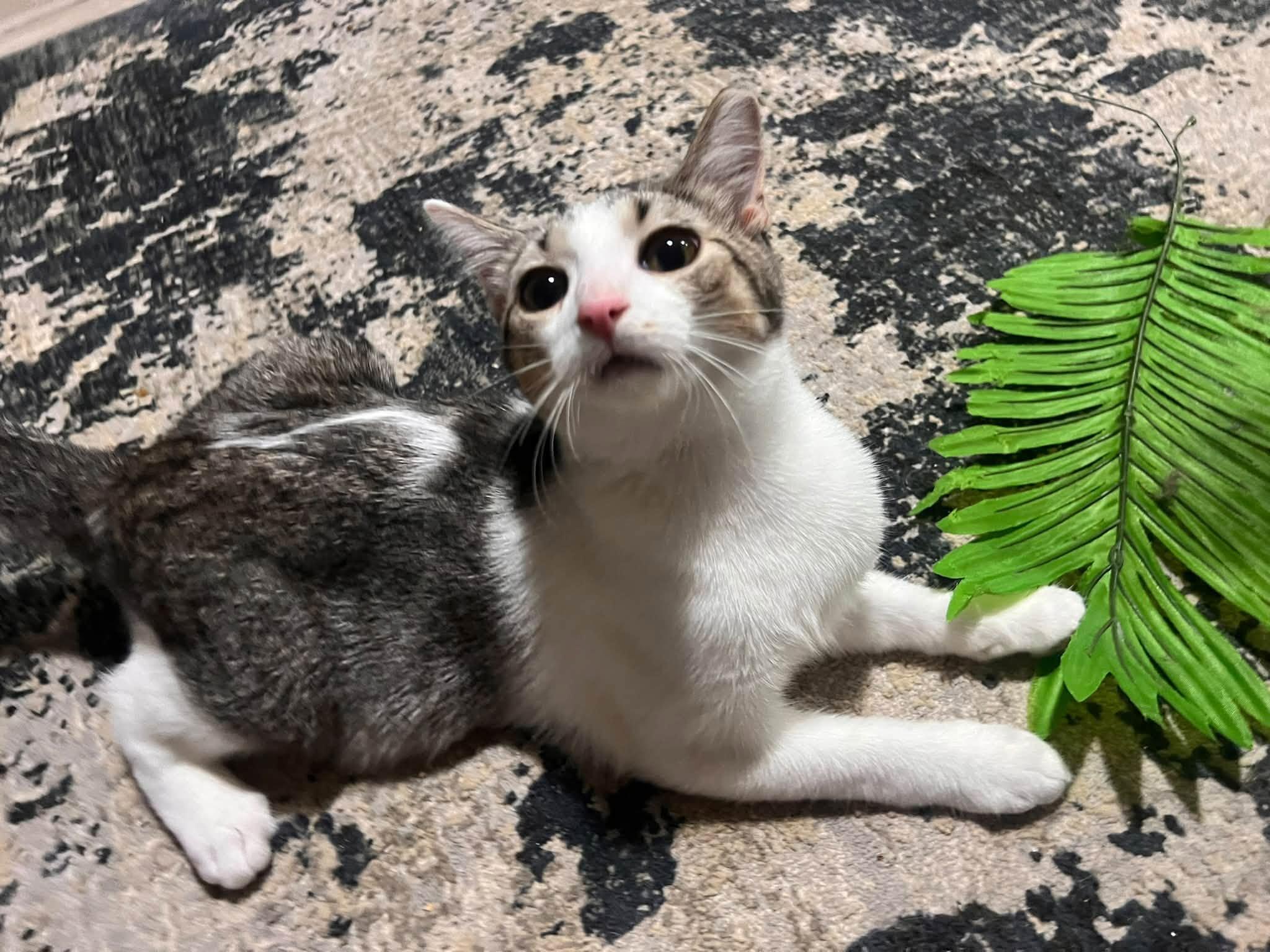 Enlarge Gabriel, a Adopted Domestic Short Hair in Cleveland, OH image 1/3