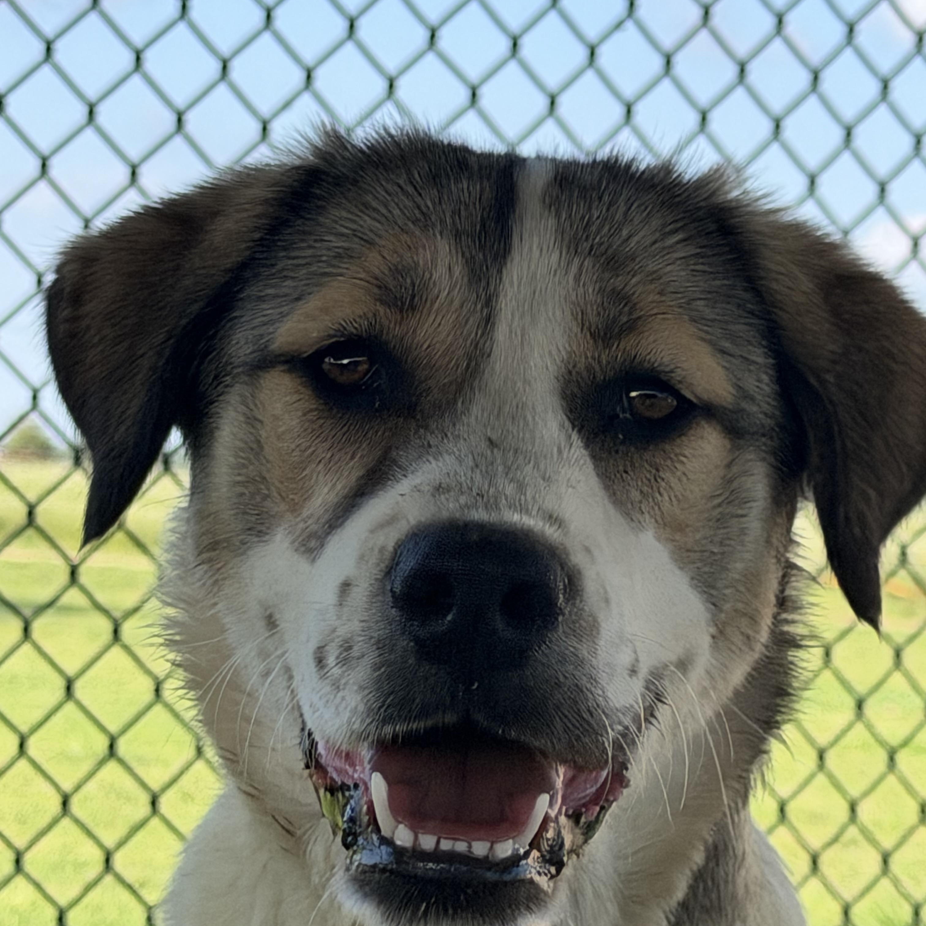 Enlarge Jema, a Adoptable mixed breed in Paris, TX image 1/5