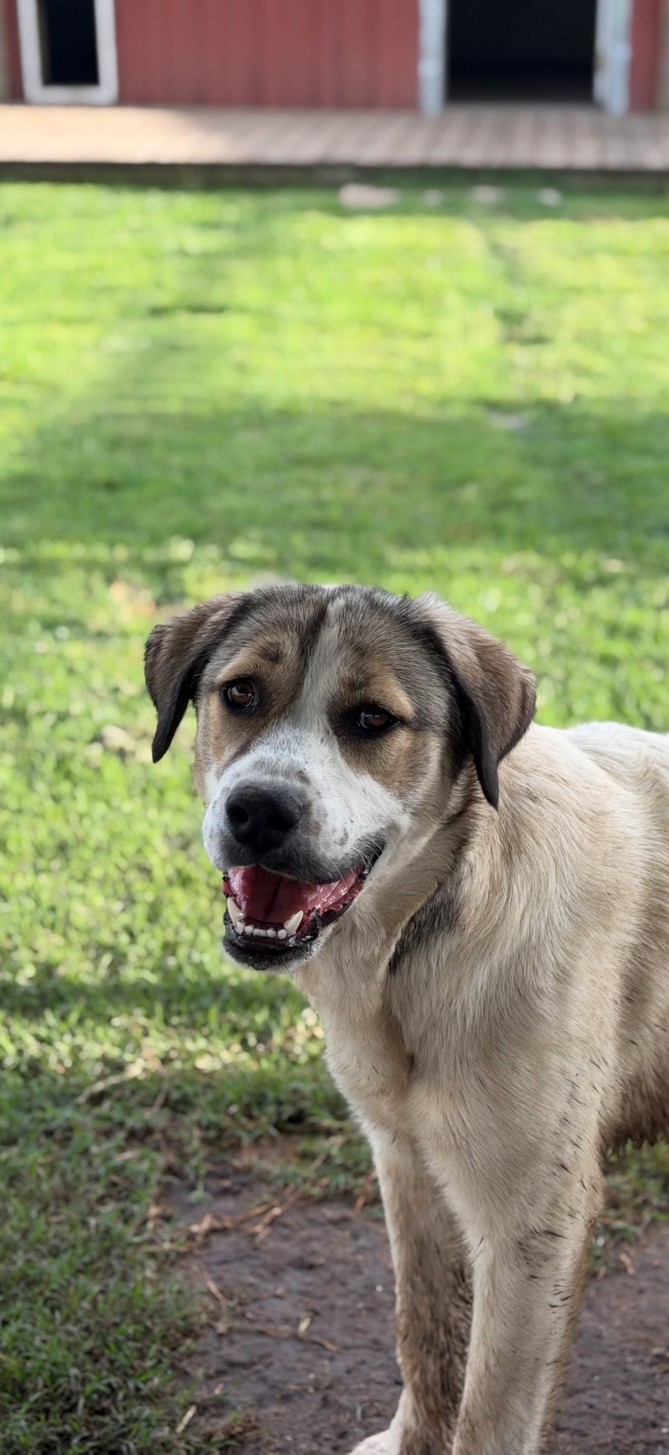 Enlarge Jema, a Adoptable mixed breed in Paris, TX image 4/5