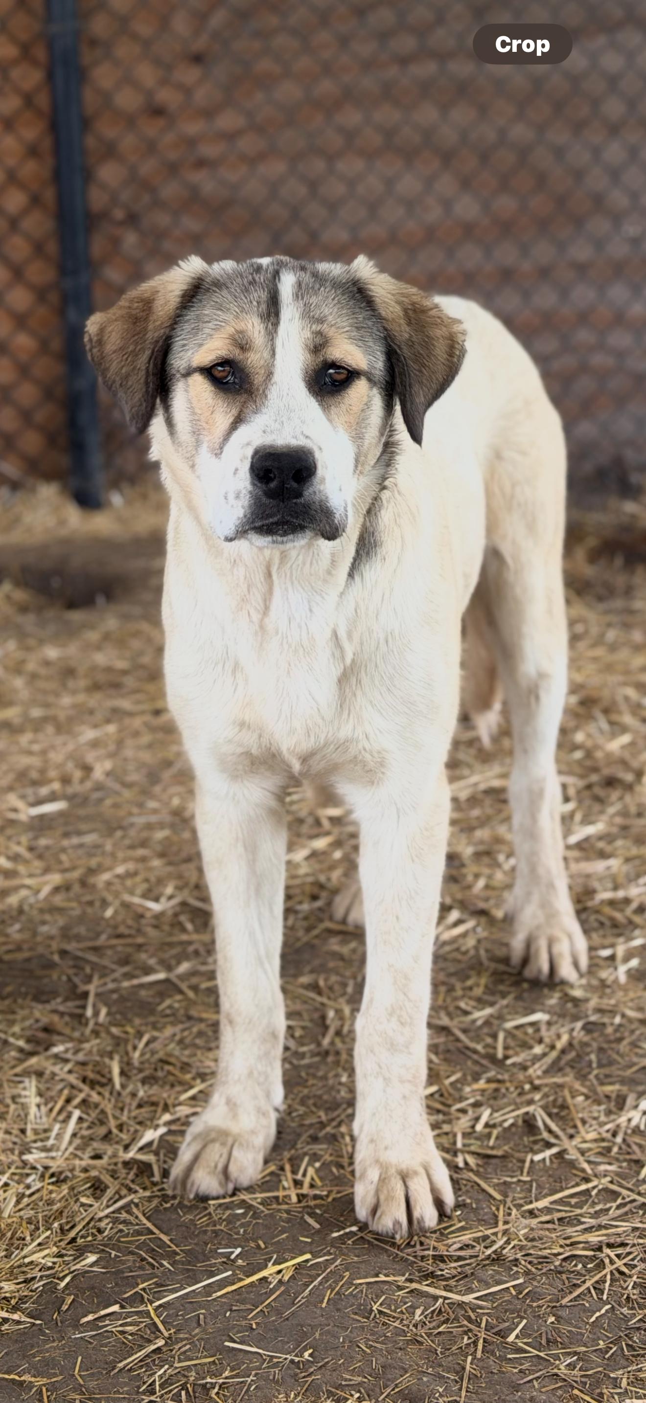 Enlarge Jema, a Adoptable mixed breed in Paris, TX image 2/5
