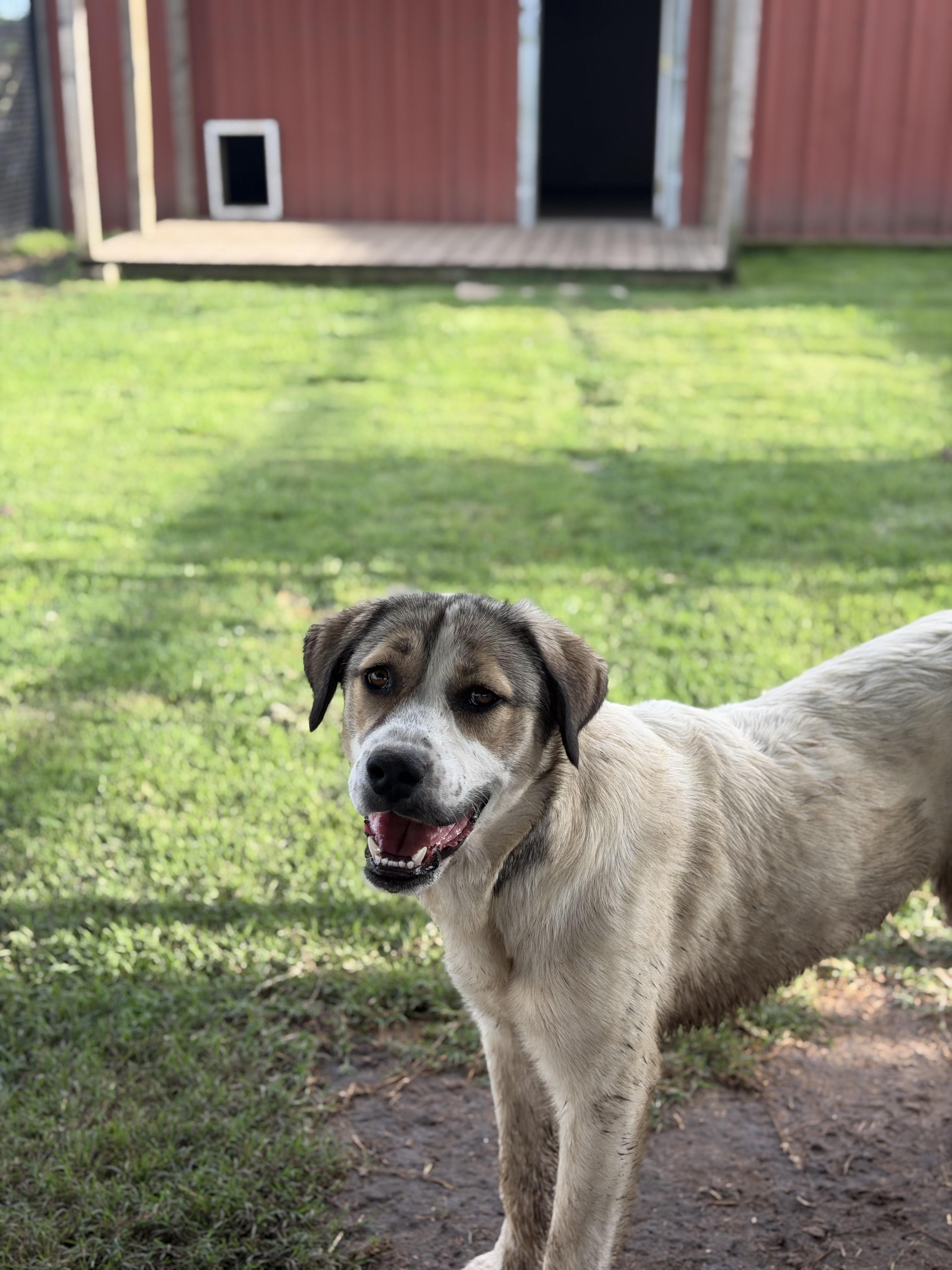Enlarge Jema, a Adoptable mixed breed in Paris, TX image 5/5