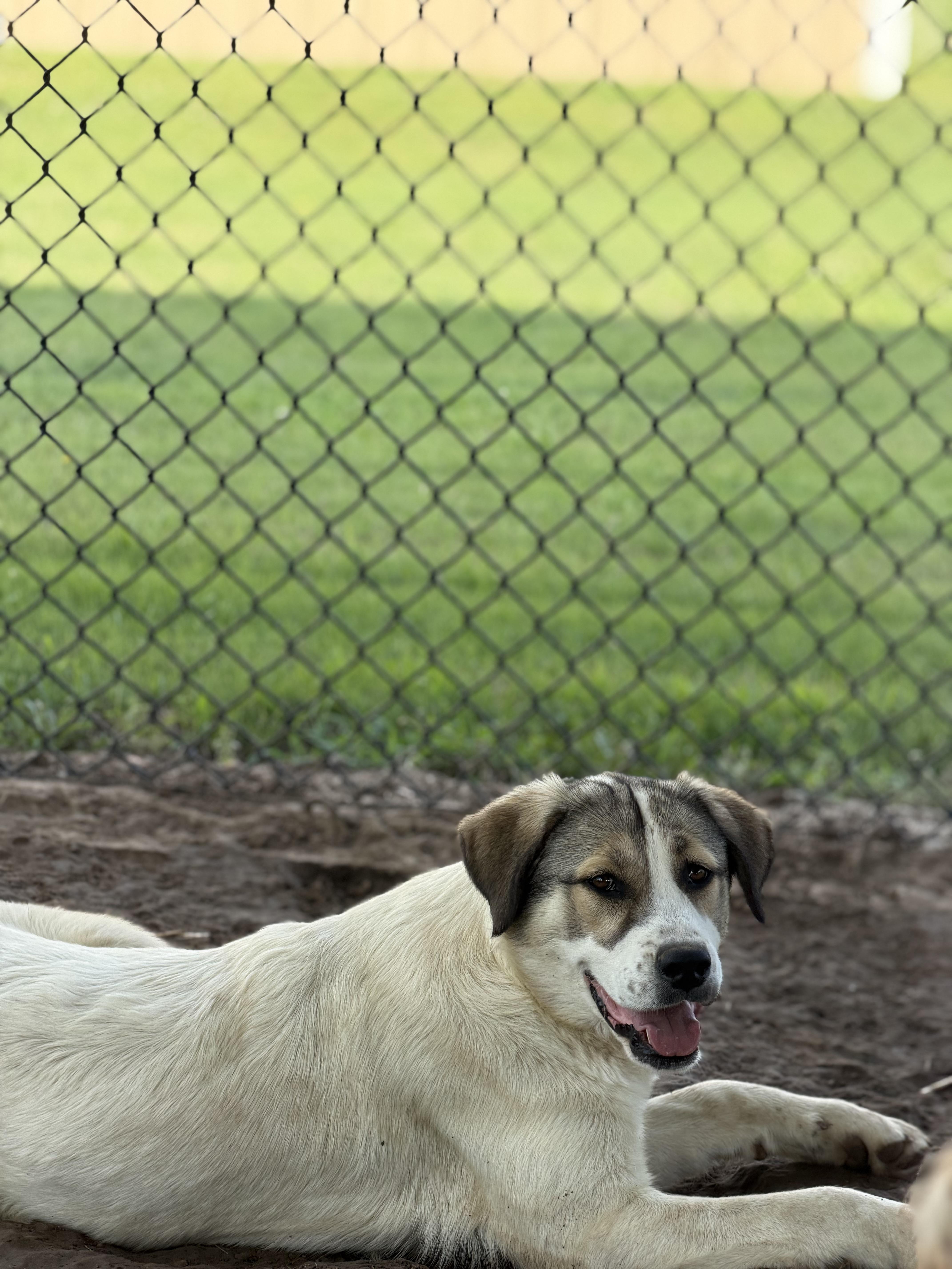Enlarge Jema, a Adoptable mixed breed in Paris, TX image 3/5