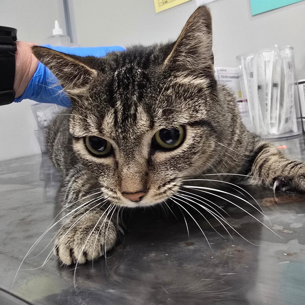 Enlarge Maggie, a Adoptable Domestic Short Hair in Concord, NC image 1/2