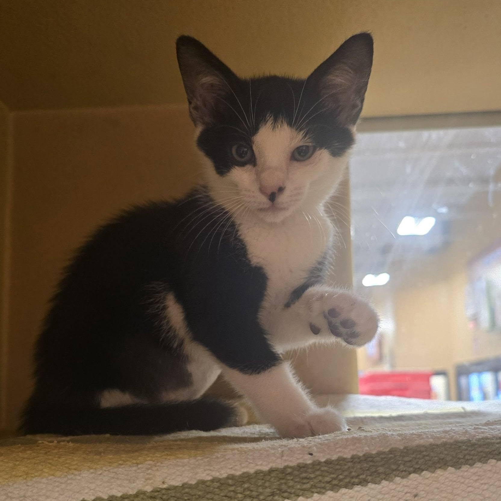 Jill, Adoptable, Kitten Female Domestic Short Hair.
