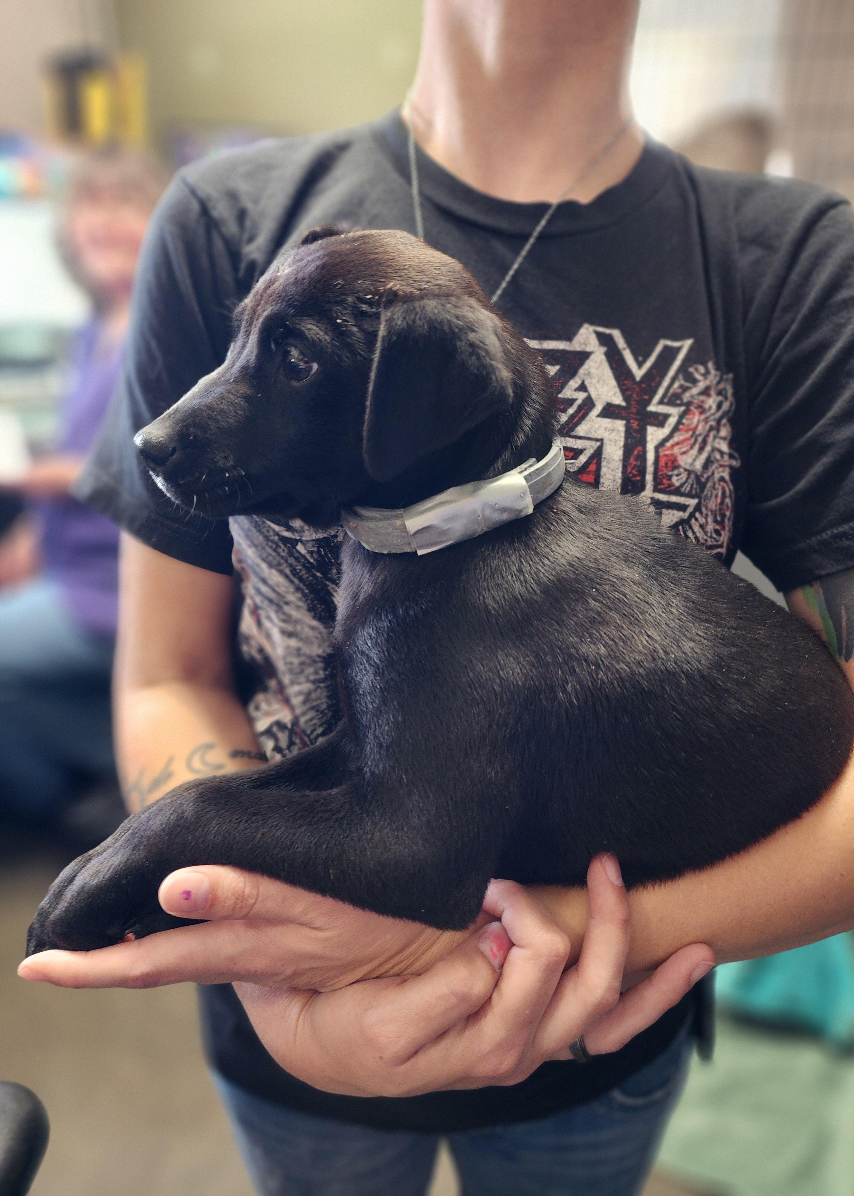 Sally , adopted, Puppy Female Black Labrador Retriever.
