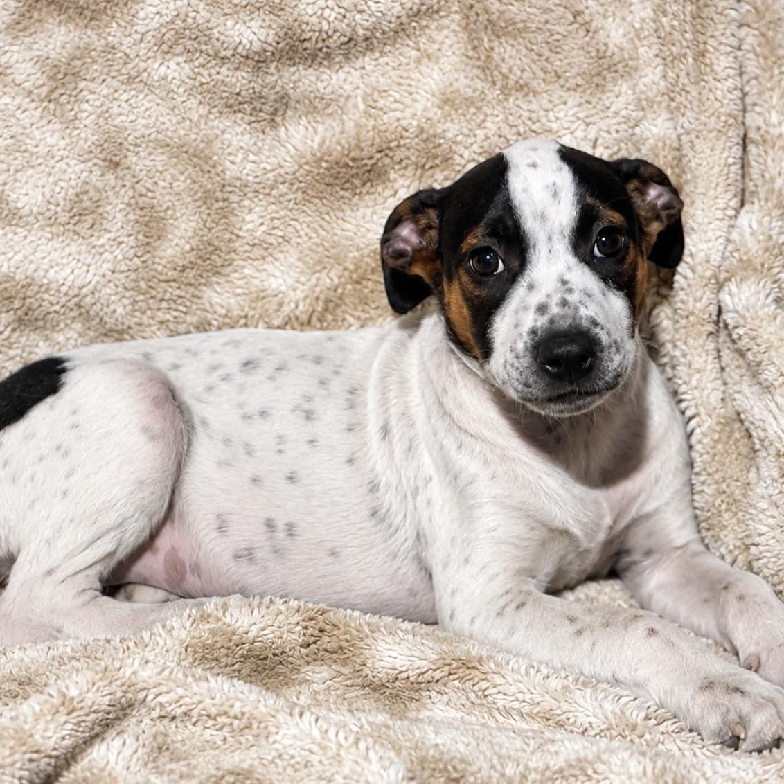 Minnie, a ADOPTABLE mixed breed in Pelham, NH image 3/6
