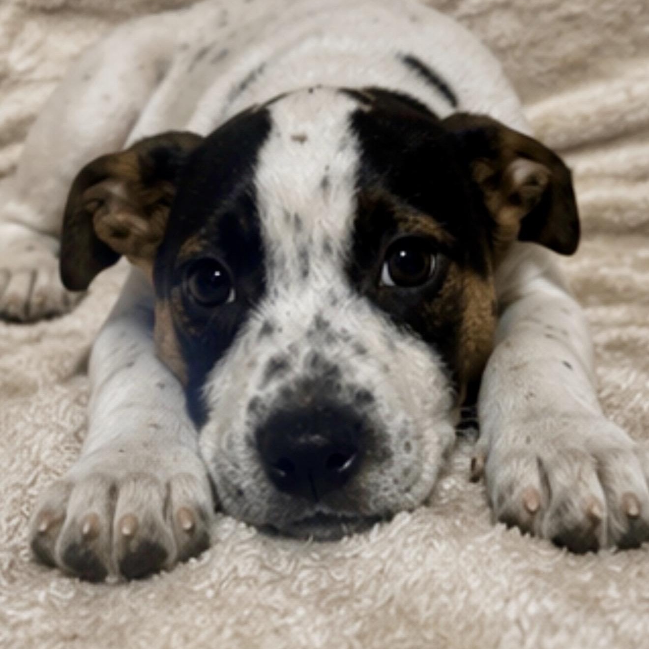 Minnie, a ADOPTABLE mixed breed in Pelham, NH image 4/6