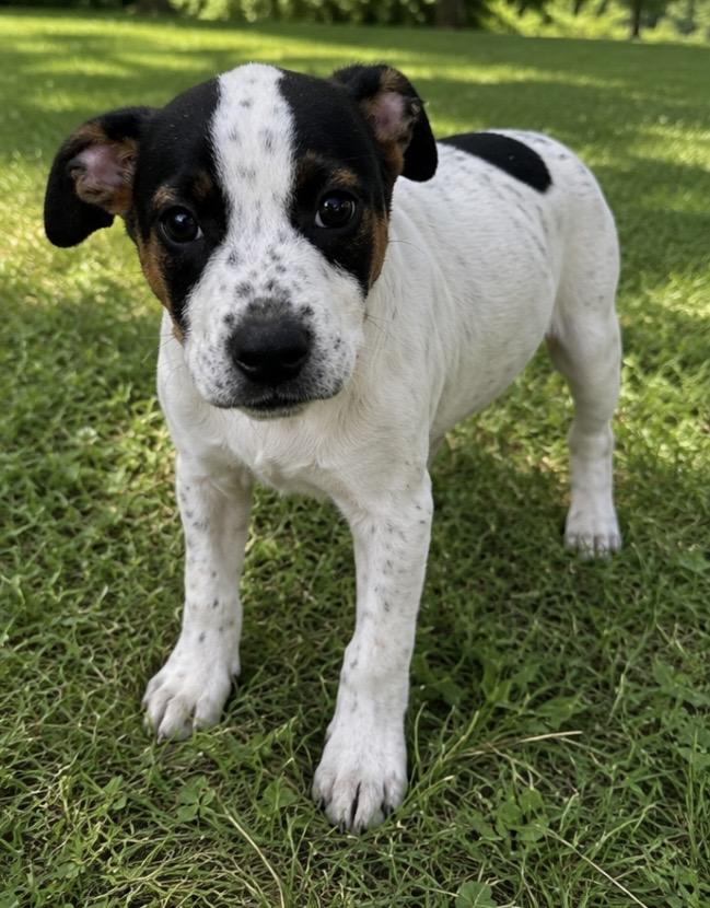 Minnie, a ADOPTABLE mixed breed in Pelham, NH image 6/6