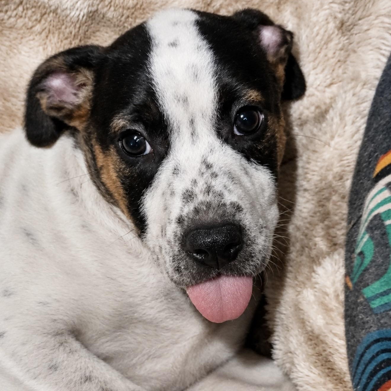 Minnie, a ADOPTABLE mixed breed in Pelham, NH image 2/6