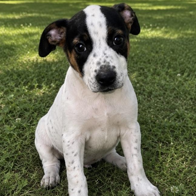 Minnie, a ADOPTABLE mixed breed in Pelham, NH image 1/6