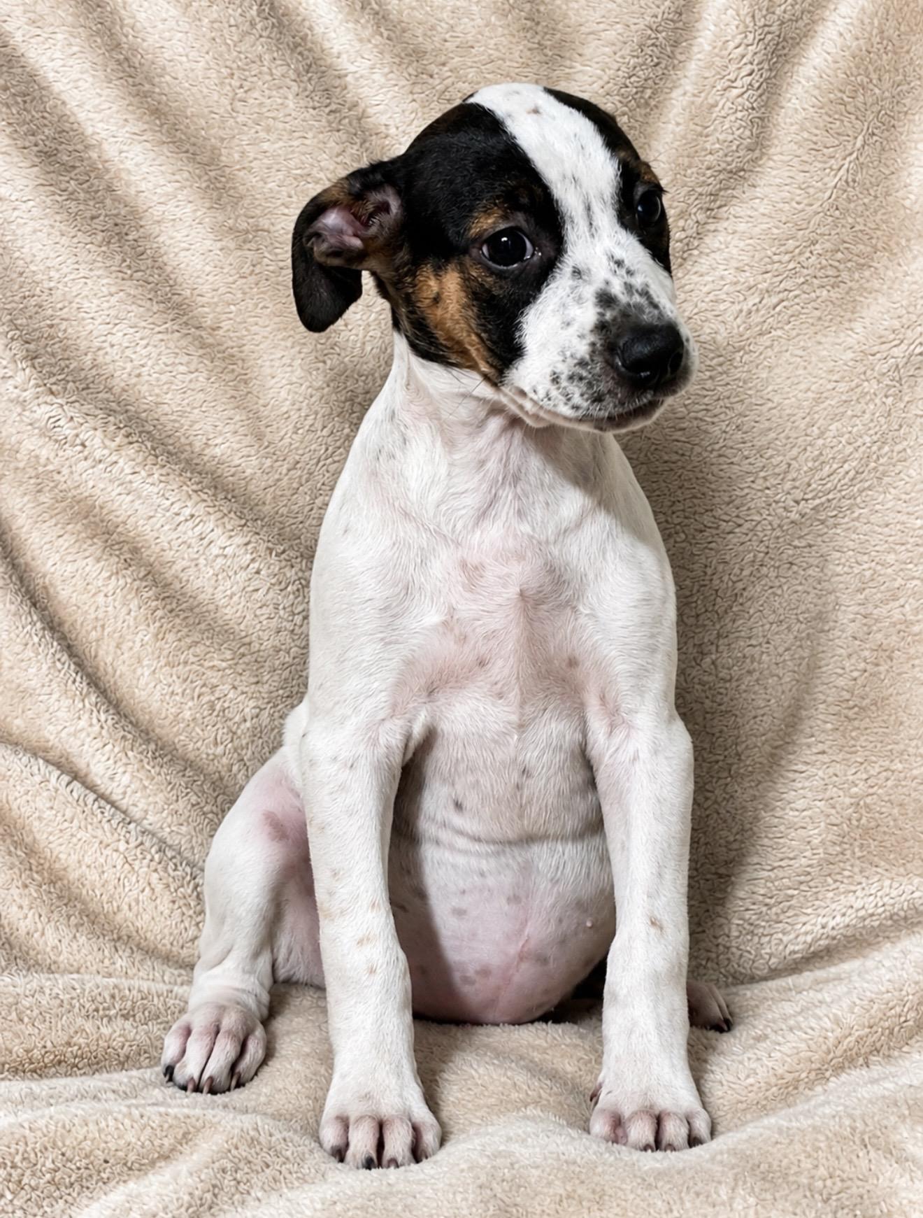Minnie, a ADOPTABLE mixed breed in Pelham, NH image 5/6