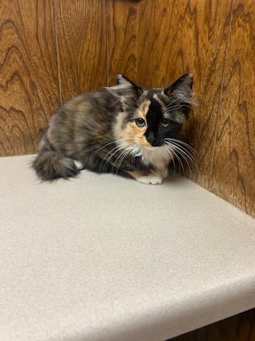 Enlarge Honey, a Adopted Domestic Long Hair in Oklahoma City, OK image 5/6