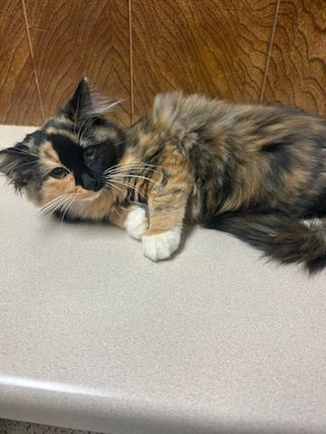 Enlarge Honey, a Adopted Domestic Long Hair in Oklahoma City, OK image 3/6