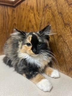 Enlarge Honey, a Adopted Domestic Long Hair in Oklahoma City, OK image 1/6