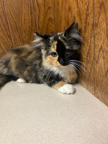 Enlarge Honey, a Adopted Domestic Long Hair in Oklahoma City, OK image 6/6