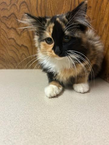 Enlarge Honey, a Adopted Domestic Long Hair in Oklahoma City, OK image 2/6