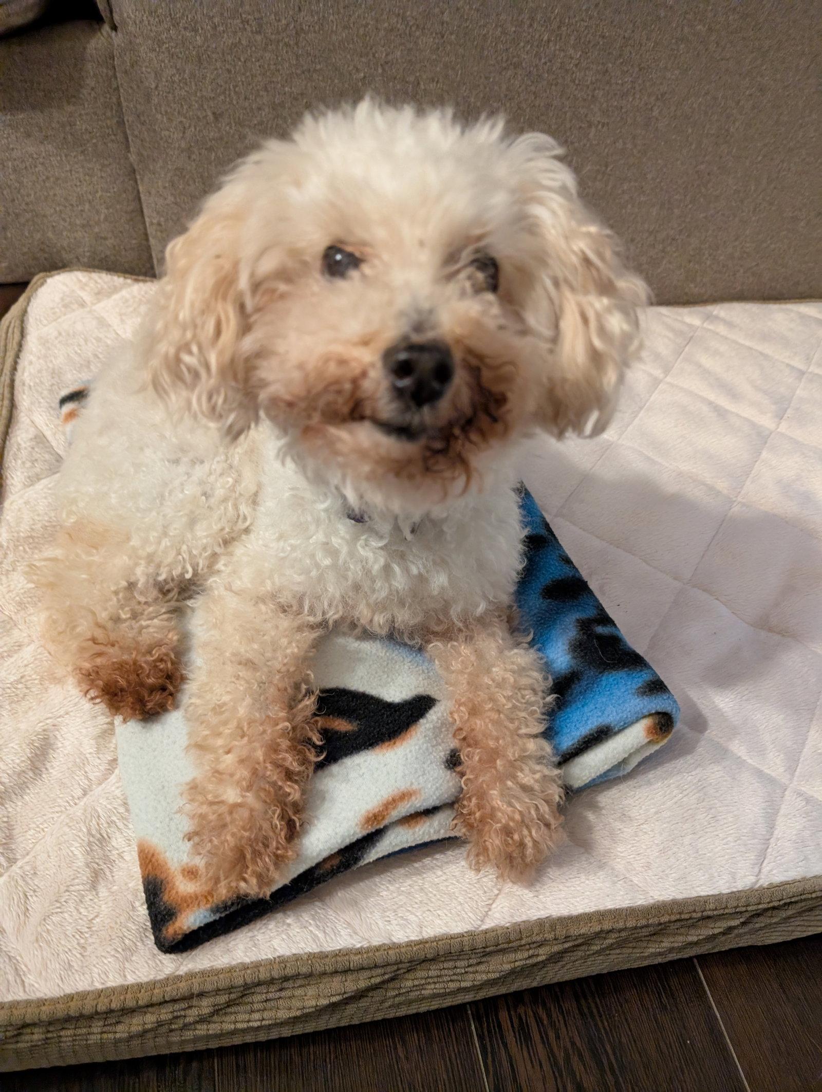 Dream, a Adoptable Poodle in Etobicoke, ON image 2/3