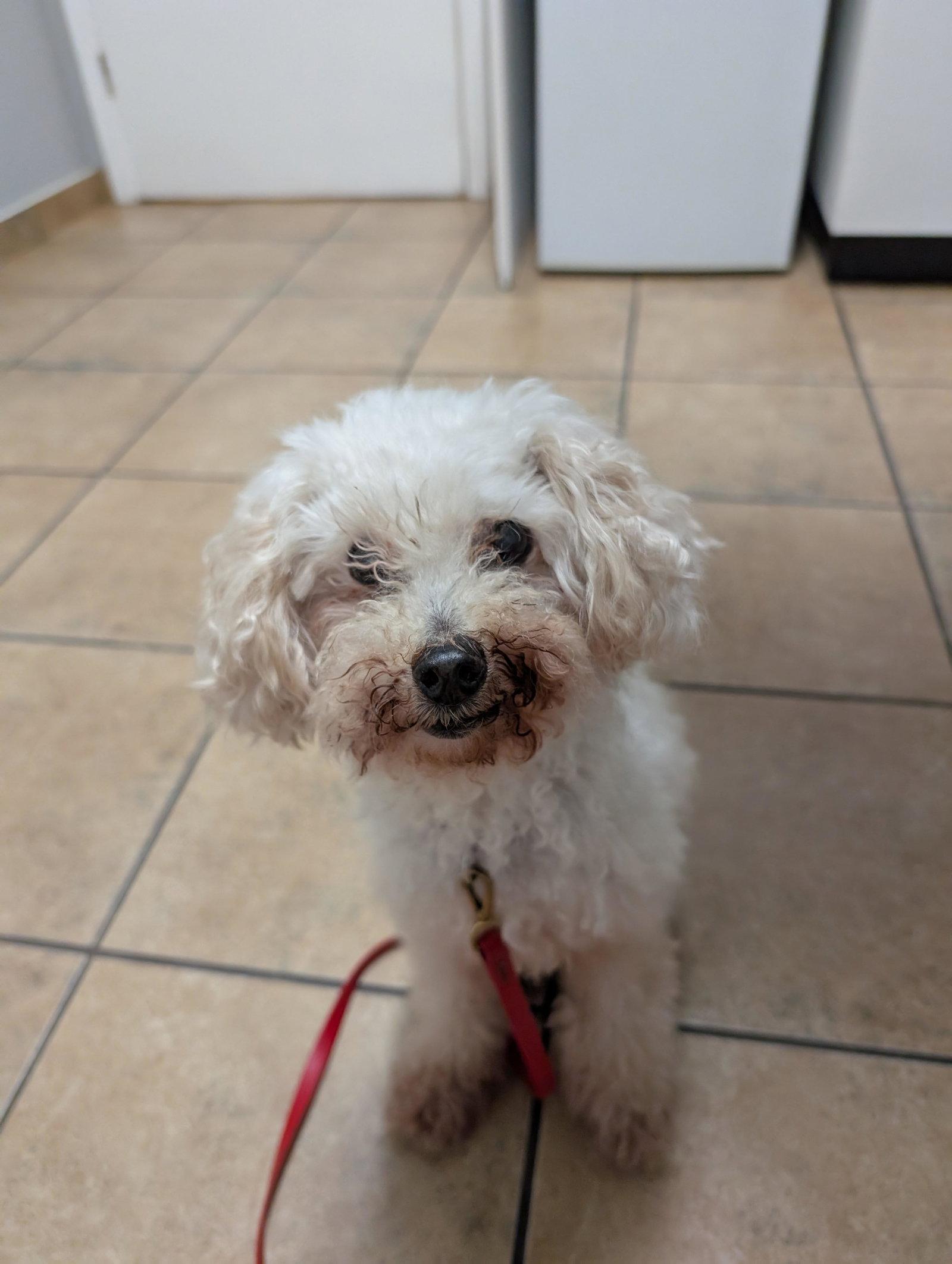 Dream, a Adoptable Poodle in Etobicoke, ON image 3/3